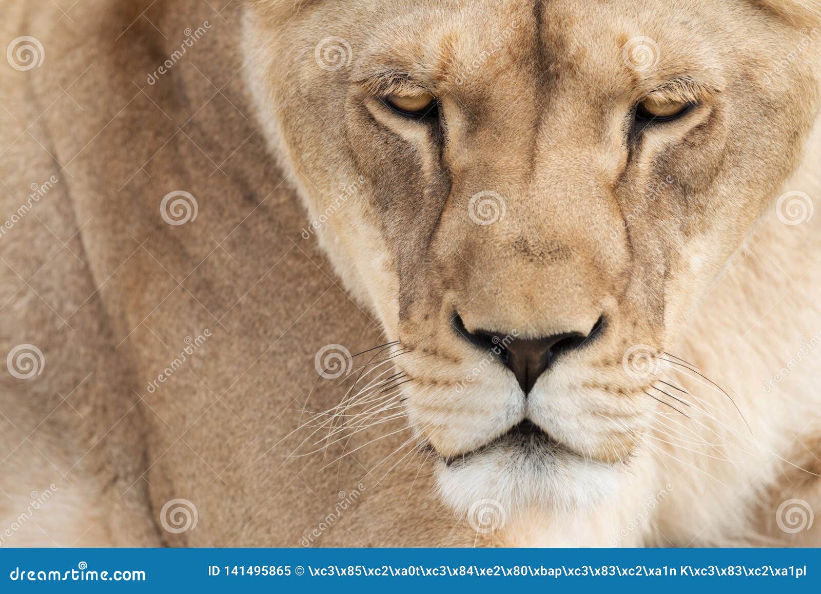 lioness face