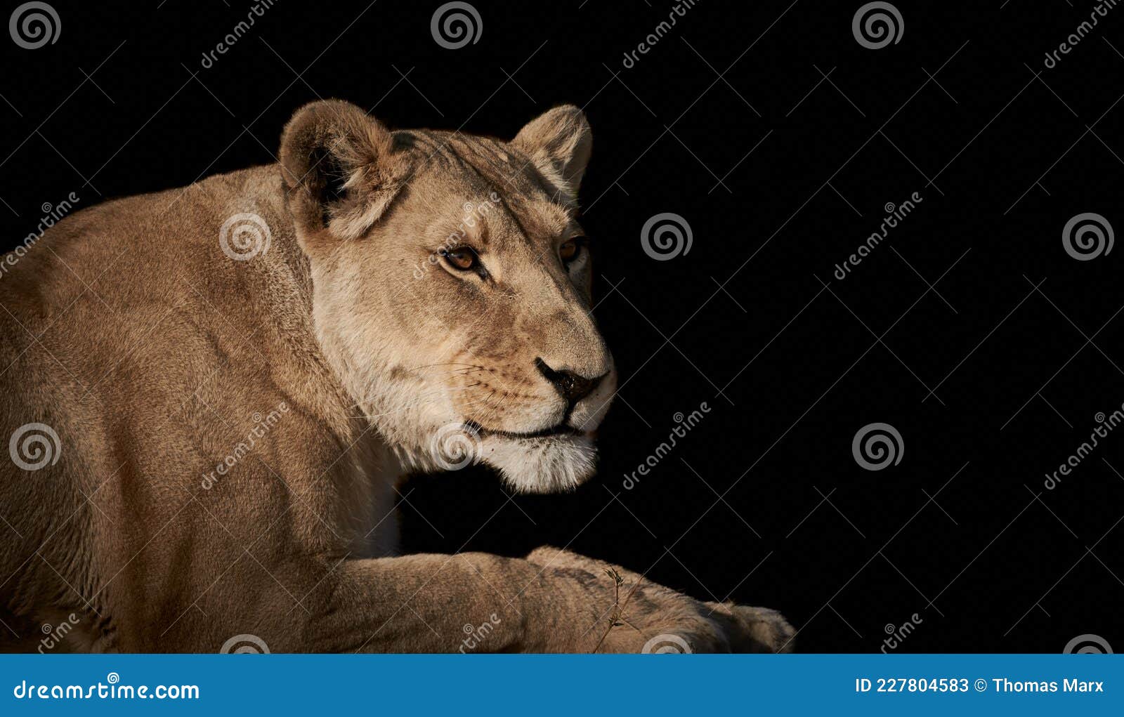 lioness female lion  on black background