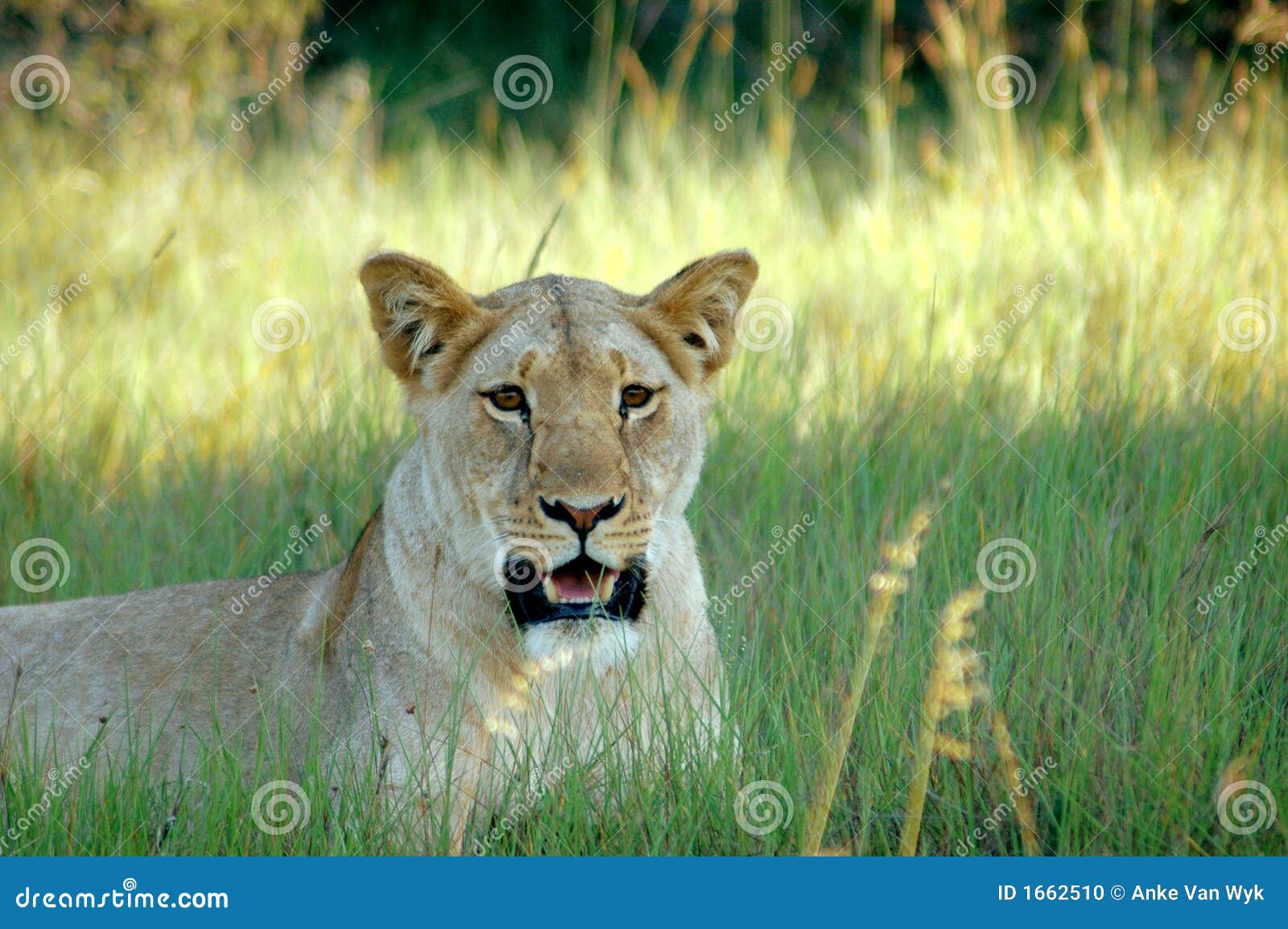 lioness field of dreams mini