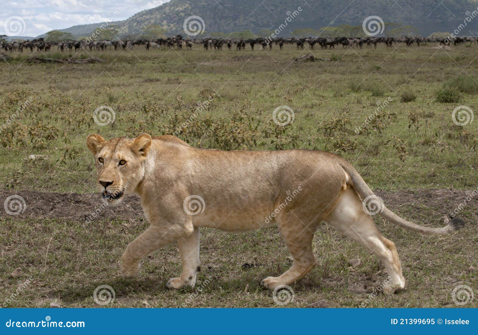 Lioness and Herd of Wildebeest Stock Image Image of outdoors, safari