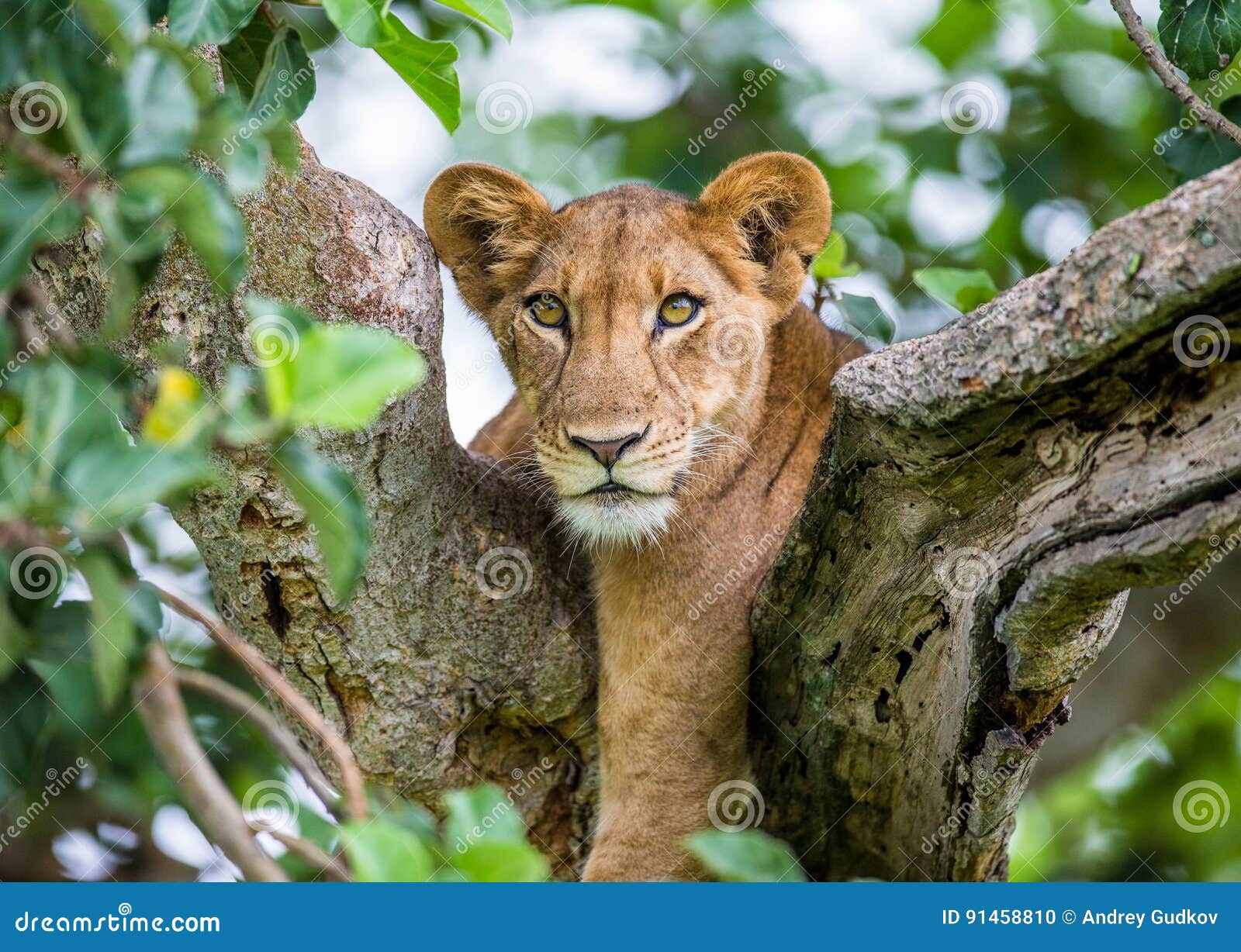 lioness lying on a big tree. close-up. uganda. east africa.