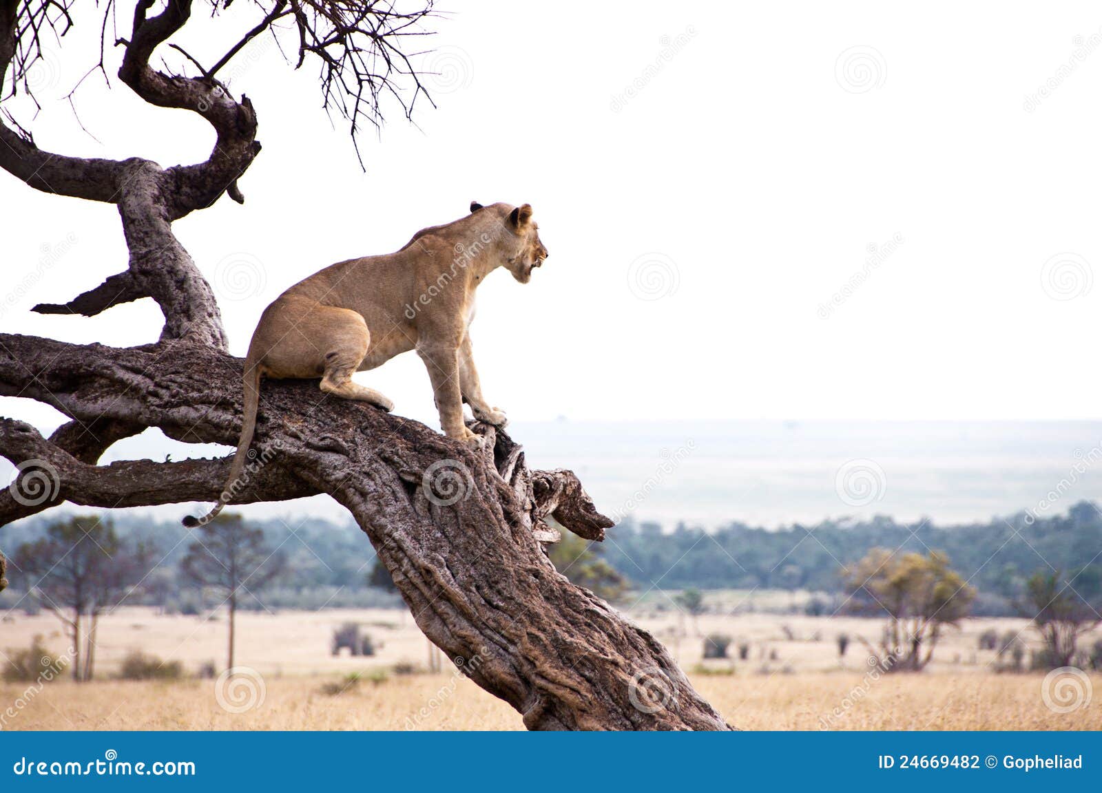 lioness in the masai mara