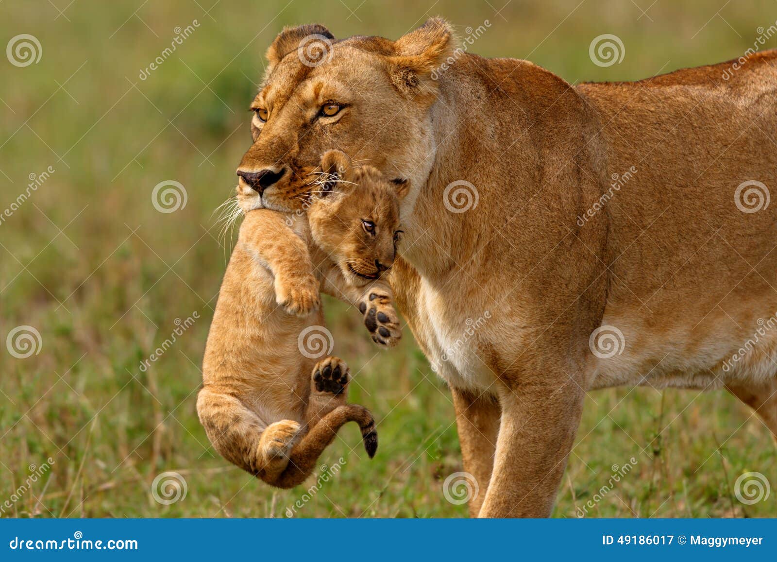 lioness mother carries her baby