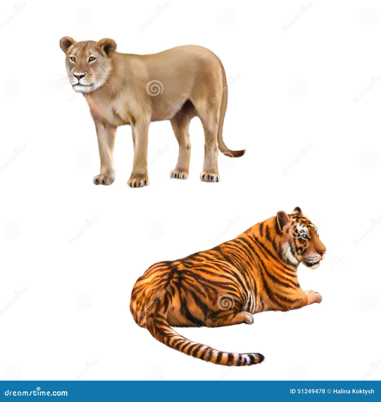 lioness - panthera leo, bengal tiger, tigris