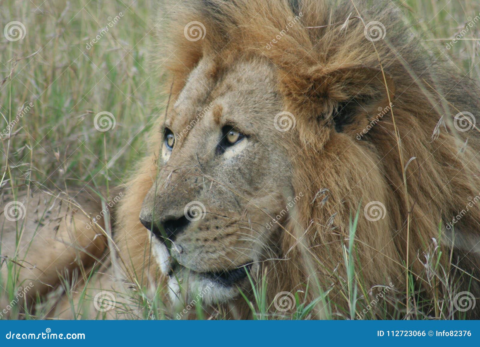 are lions nocturnal are lions nocturnal