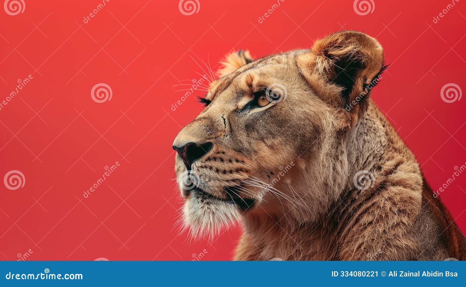 lioness portrait against red background
