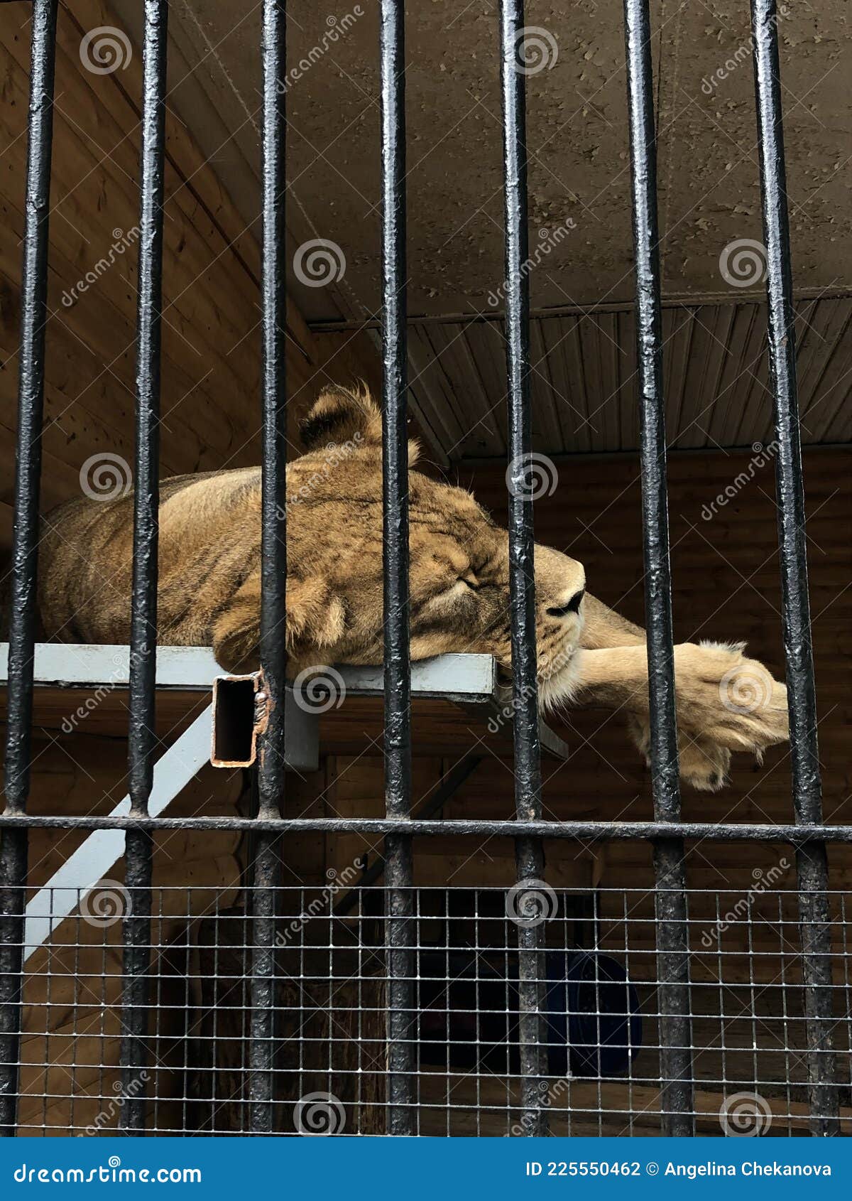 The Lioness Sleeps in the Zoo Stock Photo Image of leaf, seahorse