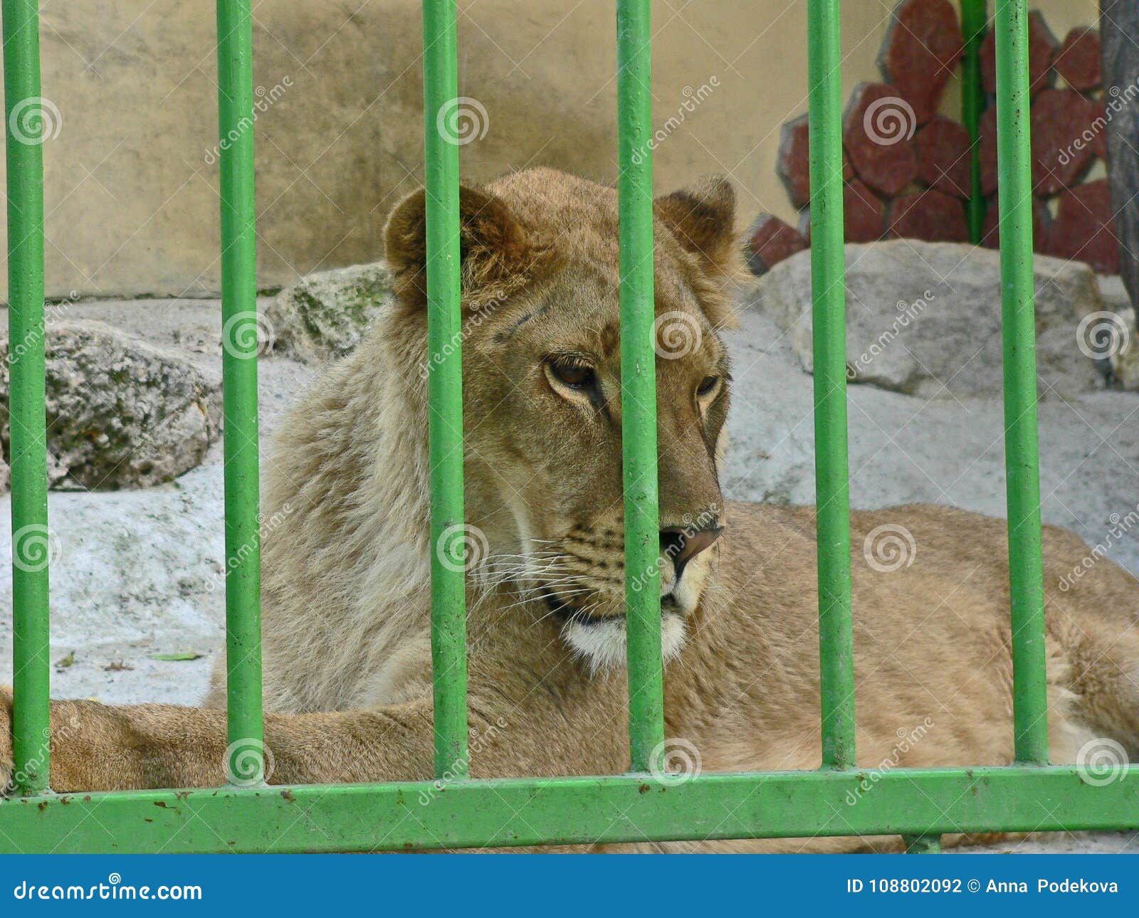 Lioness in Small Cage. Prisonner. Animal Abuse. Stock Photo Image of