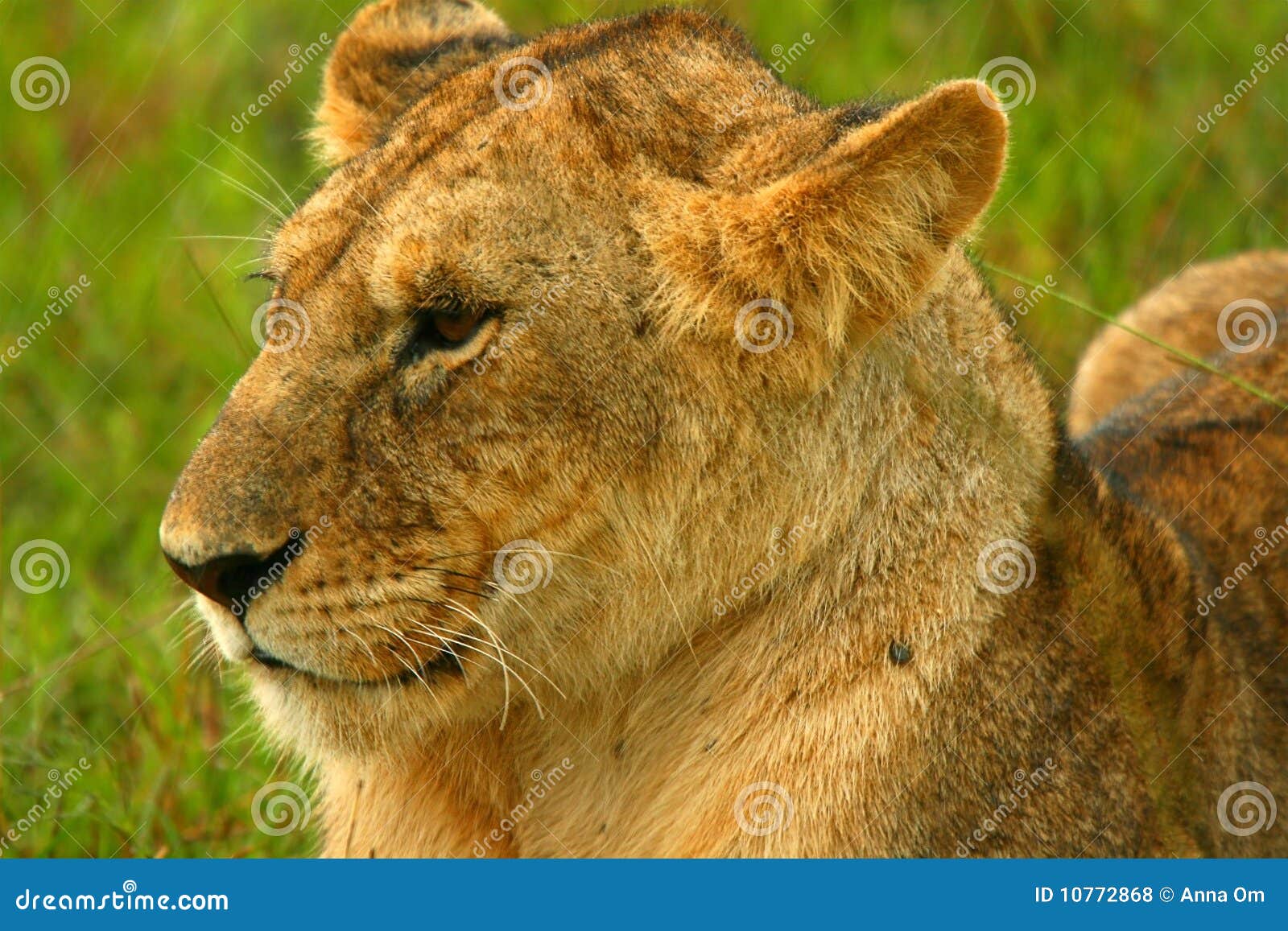 Lioness Under Rain in the Wilderness Stock Photo Image of nature