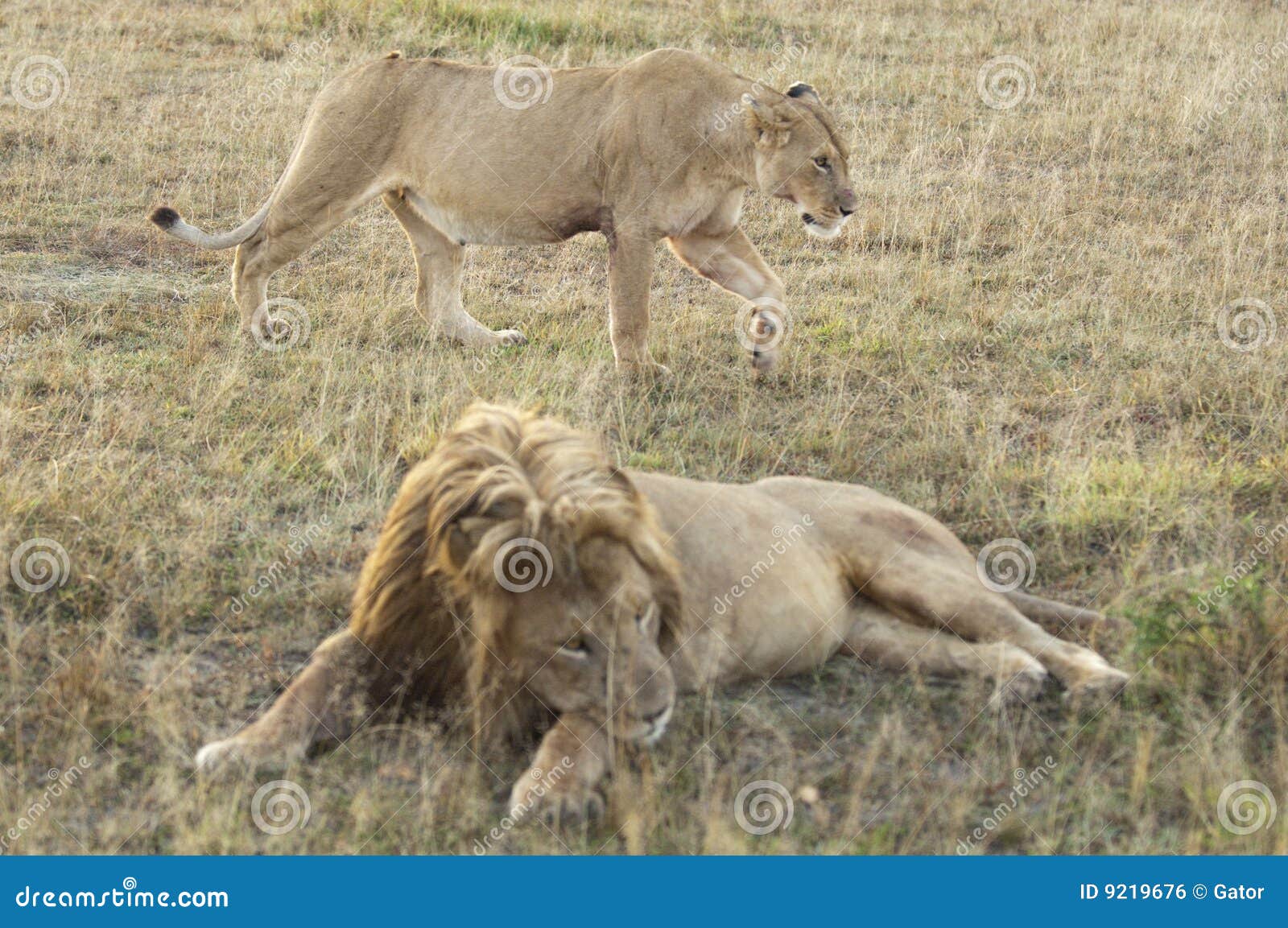 lion behind lioness lion behind lioness