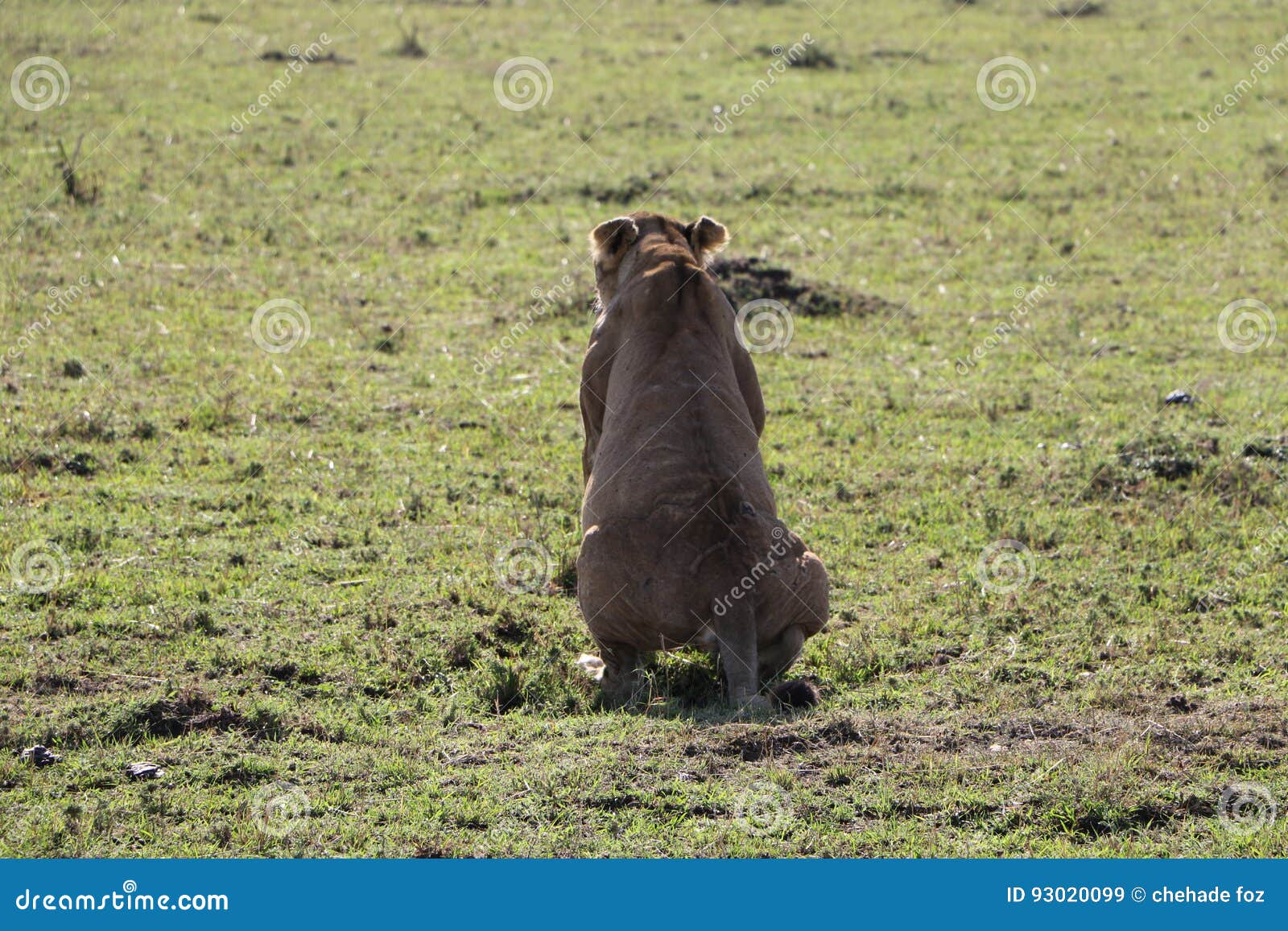 Lionesse pooping stock image. Image of savana, animals 93020099