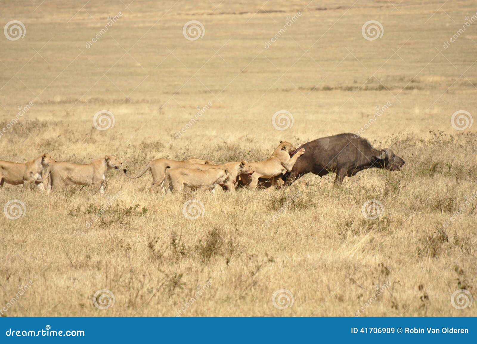 Lionesses Attacking a Water Buffalo Stock Image Image of grabbing