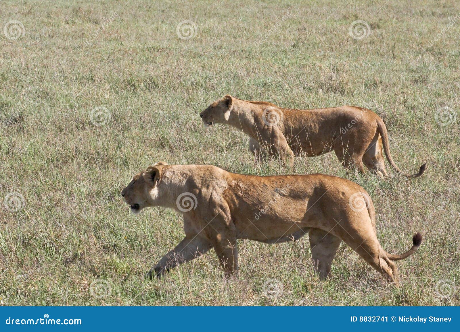 lionesses on the prowl in ngorongoro crater