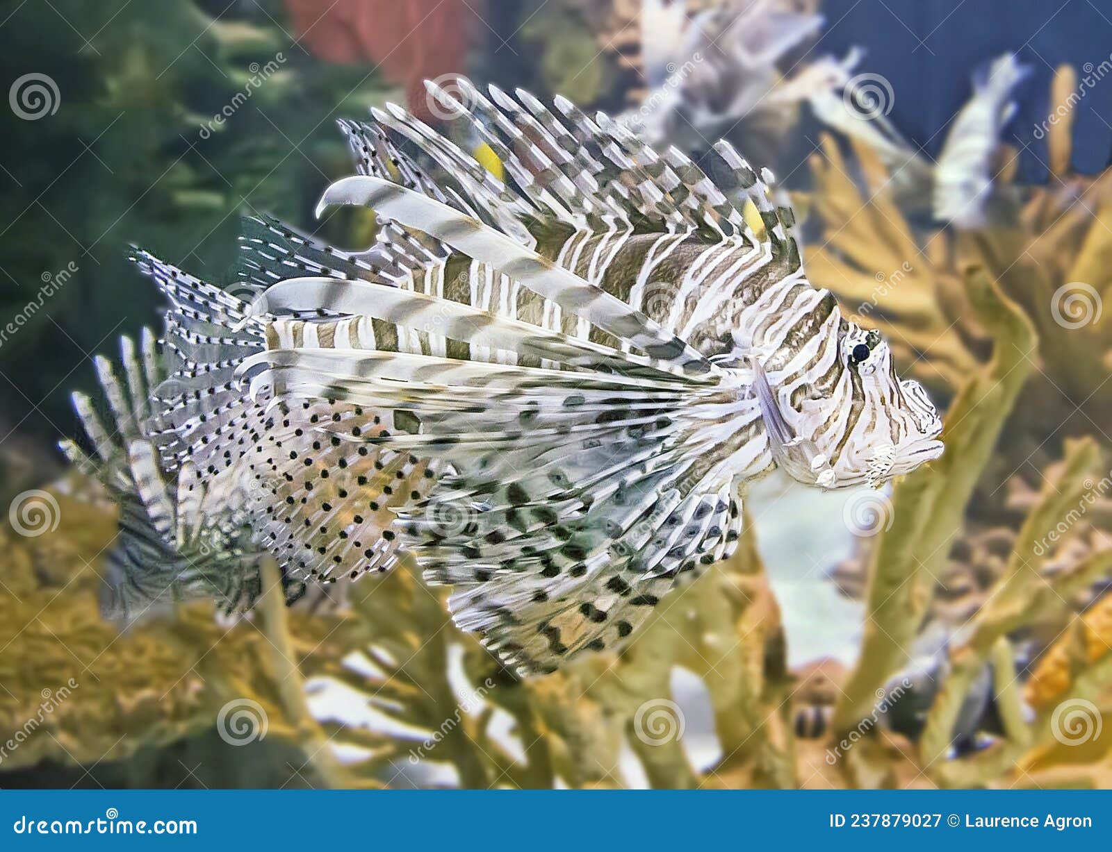 lionfish at toronto aquarium