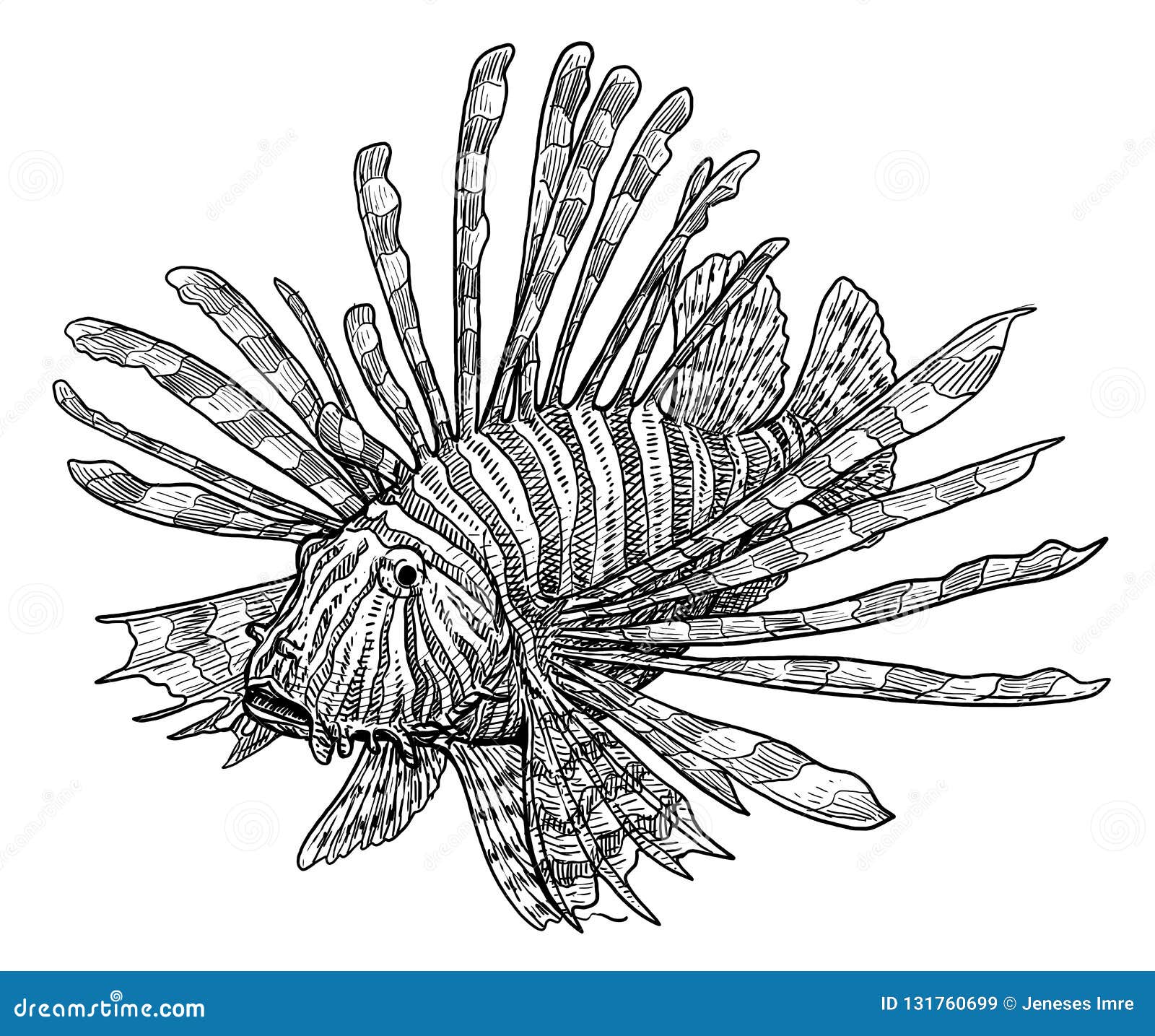 Featured image of post How To Draw A Lionfish Have you had difficulty figuring out where to start what path to