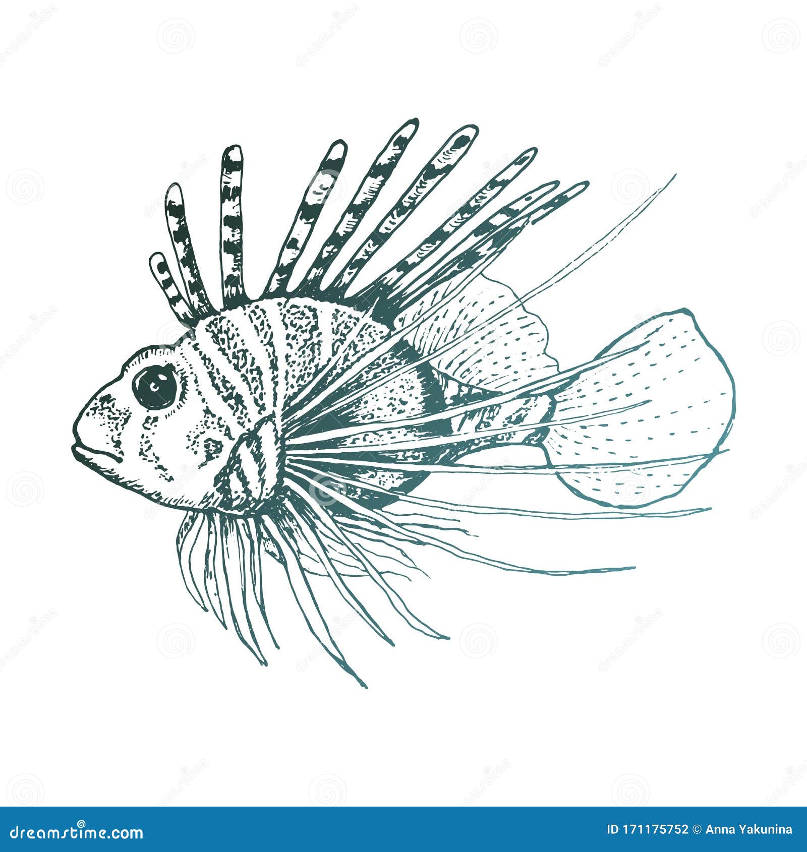 Download Lionfish With Long Dorsal Spines Vector Sketched Illustration Stock Vector - Illustration of ...