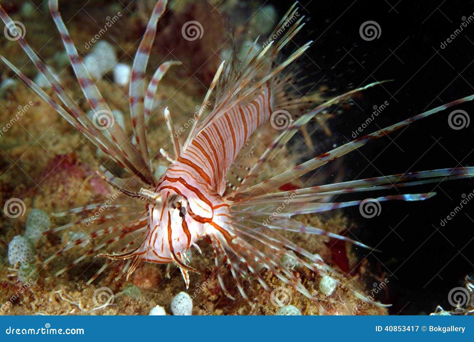 lionfish, perhentian island, terengganu