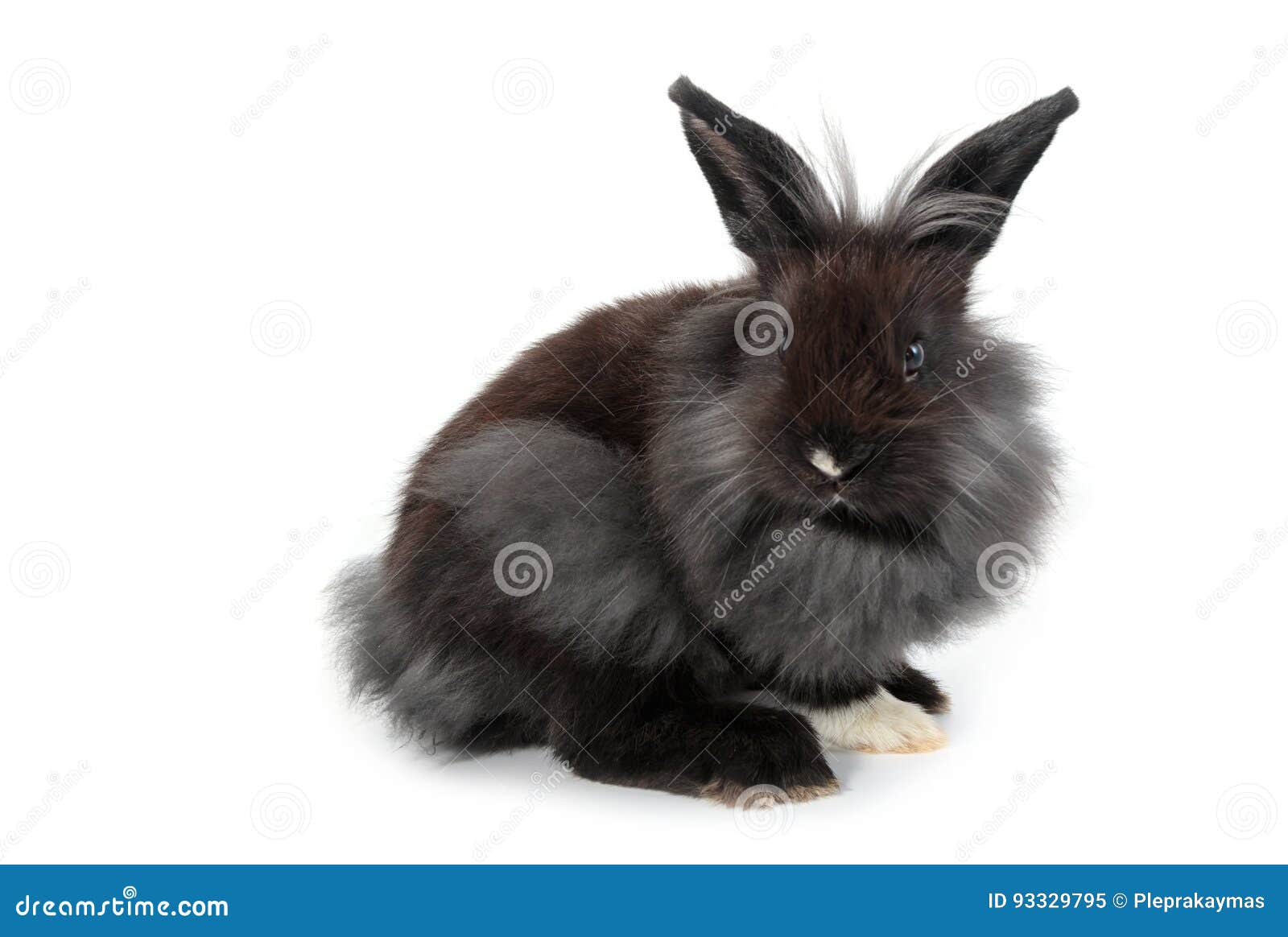 Lionhead Bunny Rabbit, Isolated on White Background Stock Image - Image of adorable, livestock: 93329795 Lionhead Bunny Rabbit, Isolated On White Background Stock Image - Image Of Adorable, Livestock: 93329795
