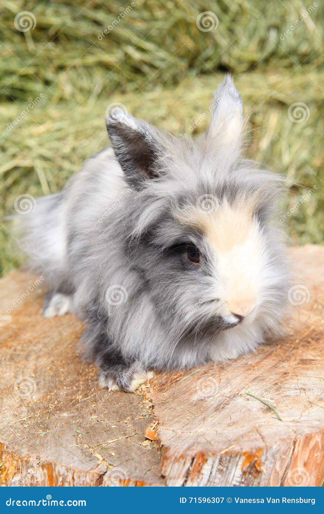Lionhead rabbit stock image. Image of sable, haired, domestic 71596307