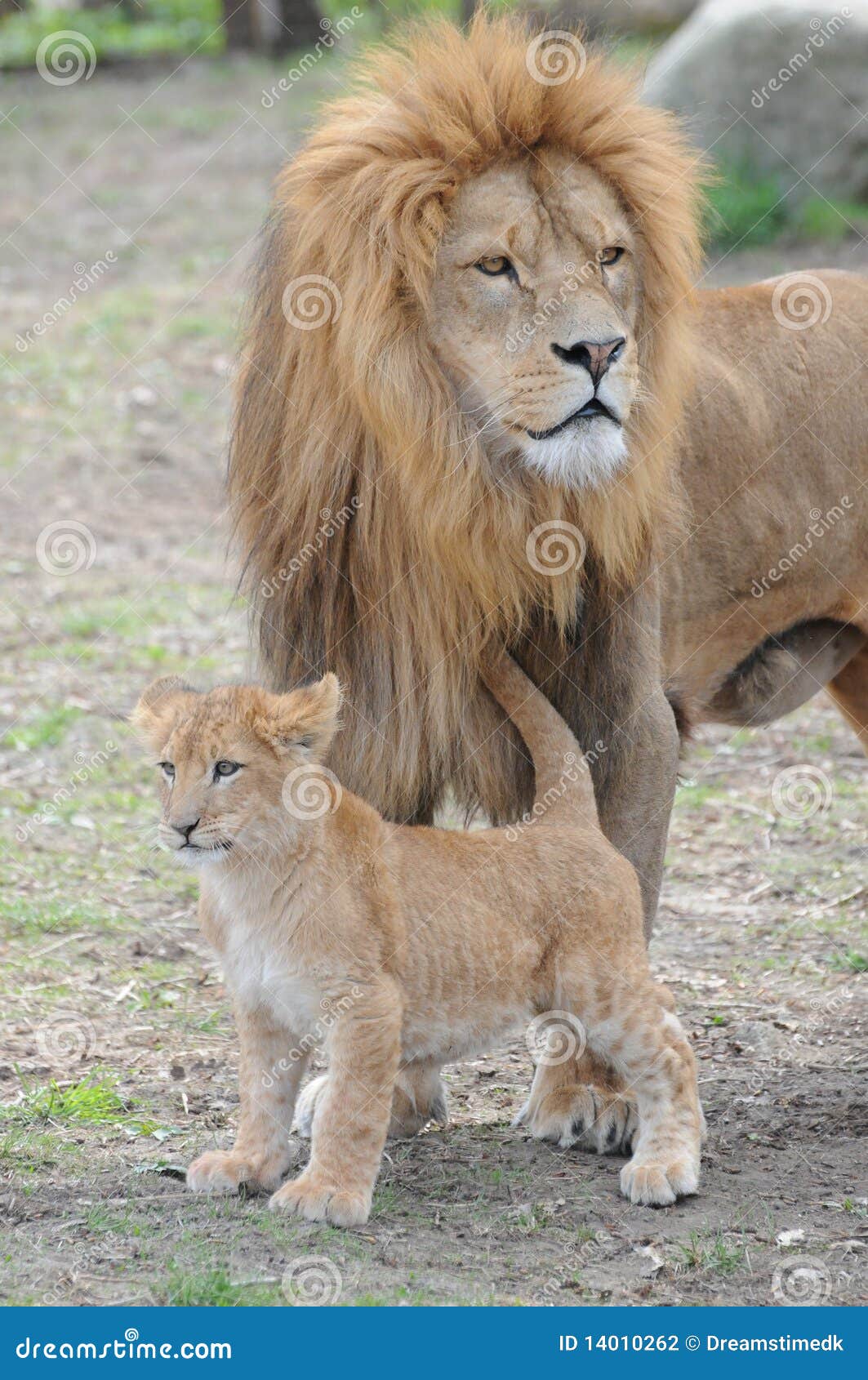 lions