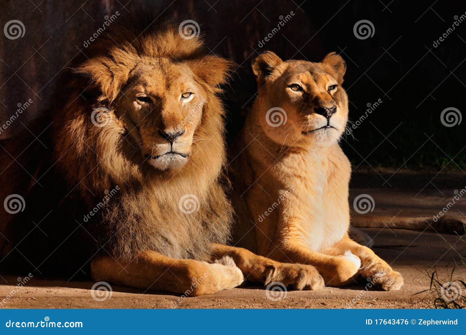 male and female lions resting