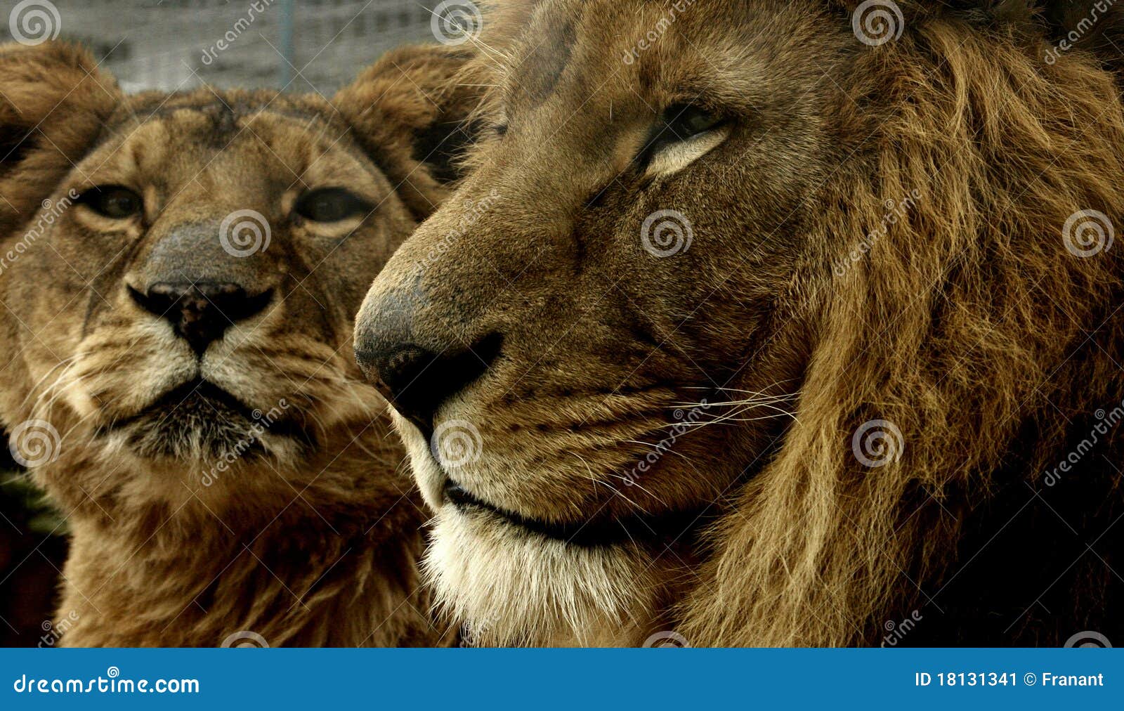 lions