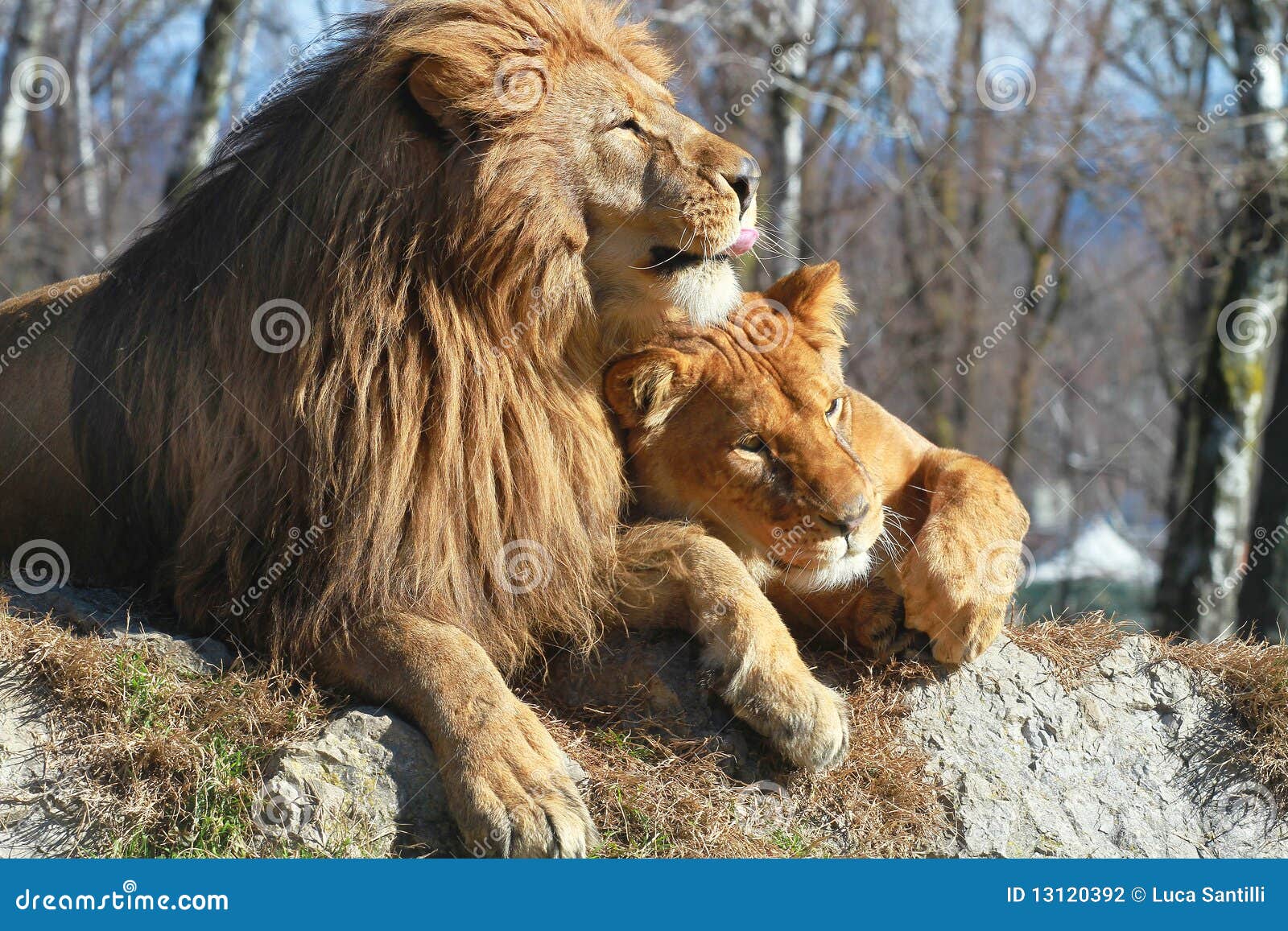 lions cuople