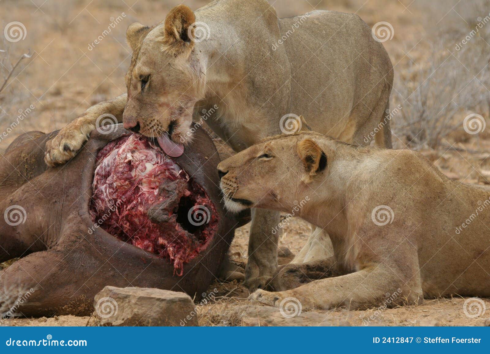 Lions eating buffalo stock image image