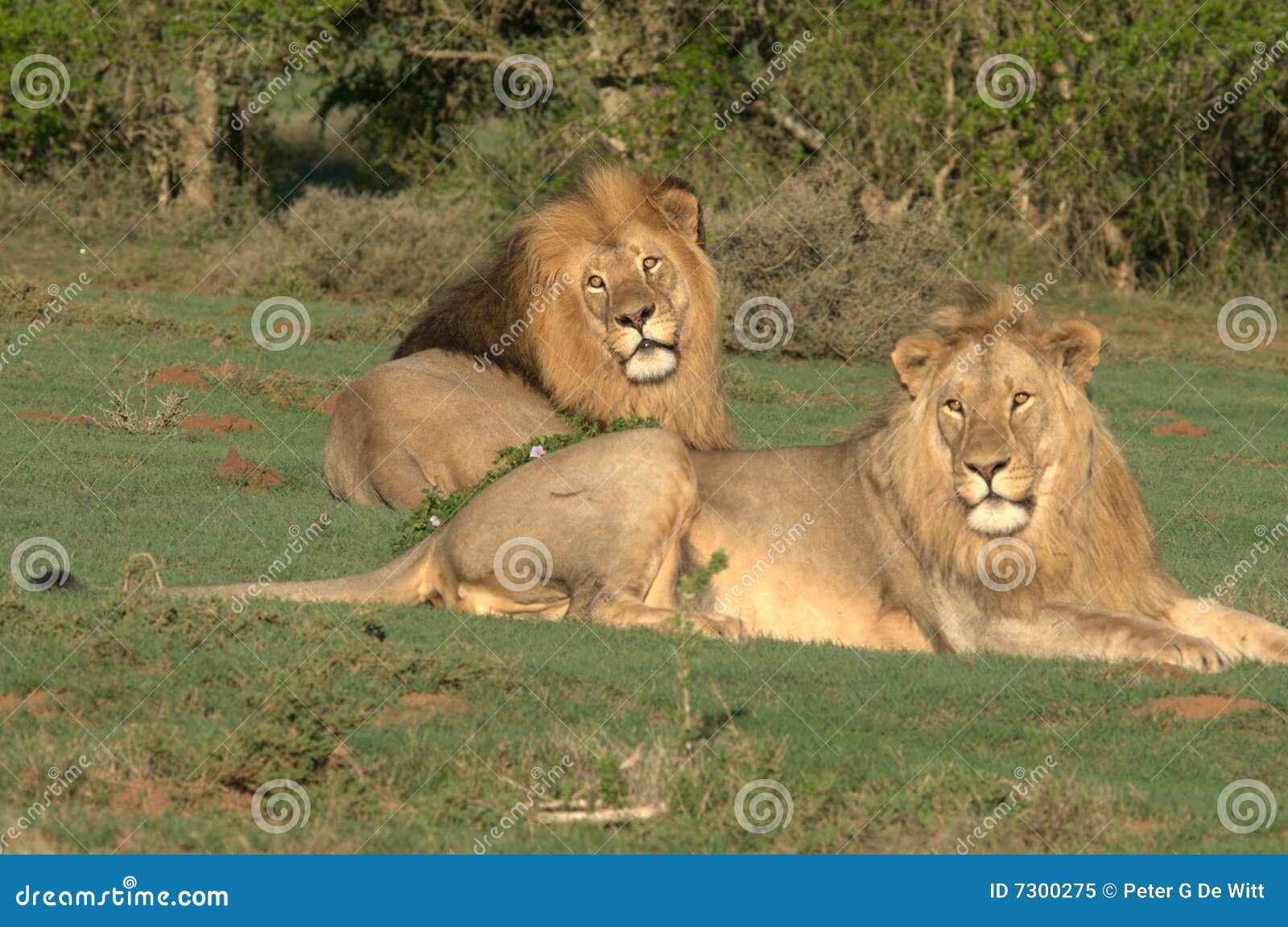 Lions Father & Son Royalty Free Stock Photo Image 7300275
