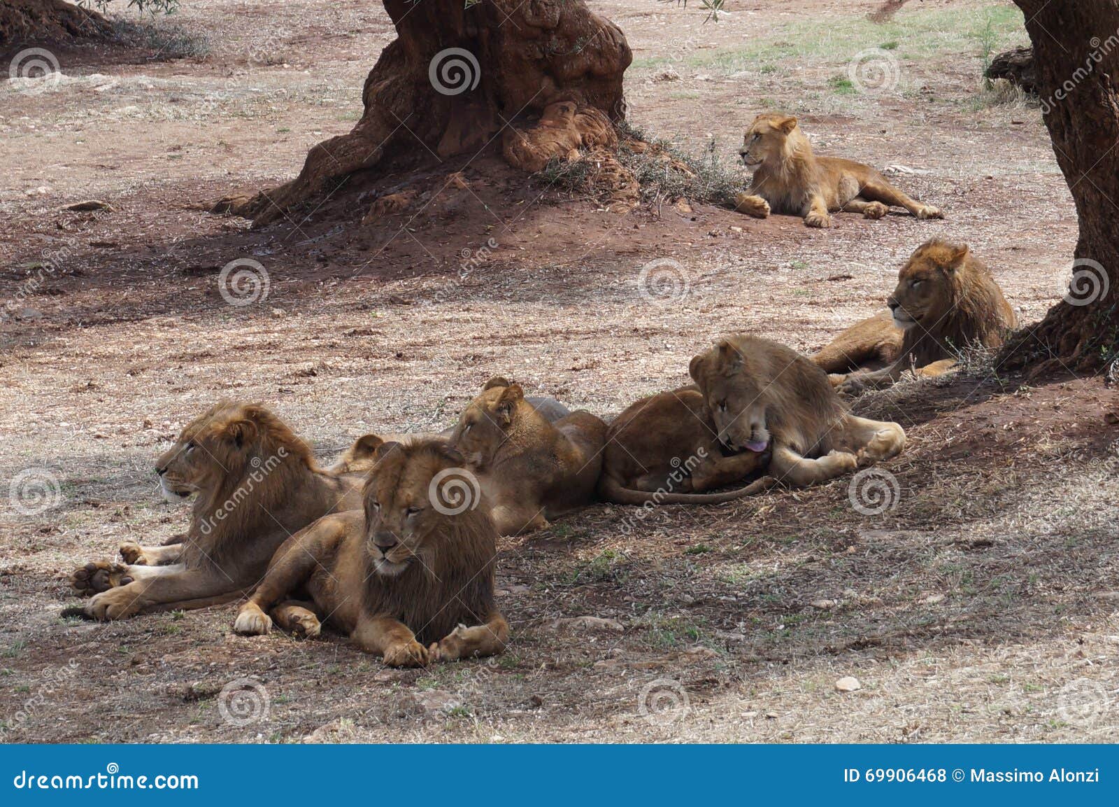 Lions editorial stock photo. Image of lion, europe, lions 69906468
