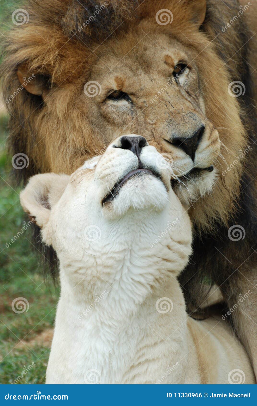 Lions in Love stock photo. Image of outdoor, lion, animal - 11330966