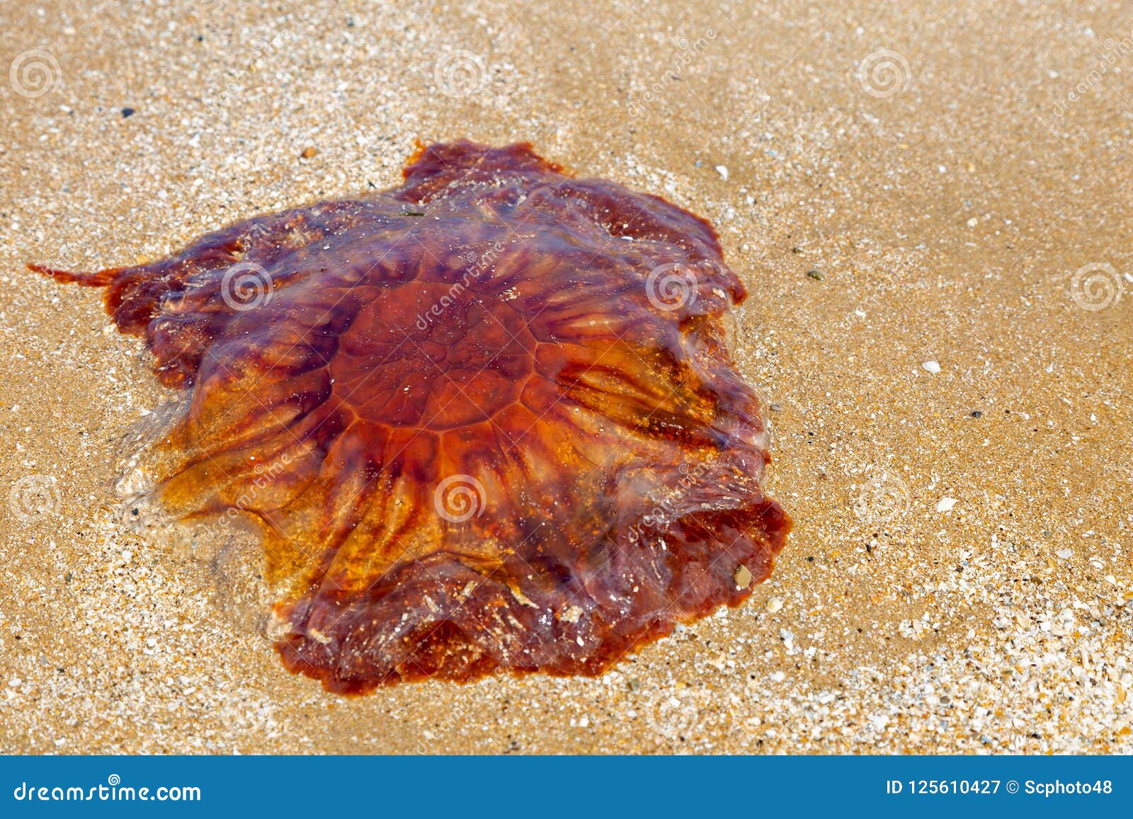 Lions mane jellyfish stock image. Image of ocean, toxic - 125610427