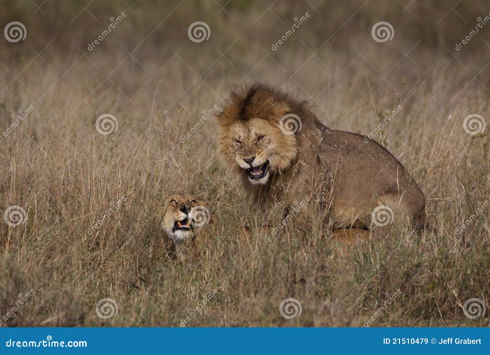 Lions Mating stock image. Image of tanzania, mating, mammal - 21510479