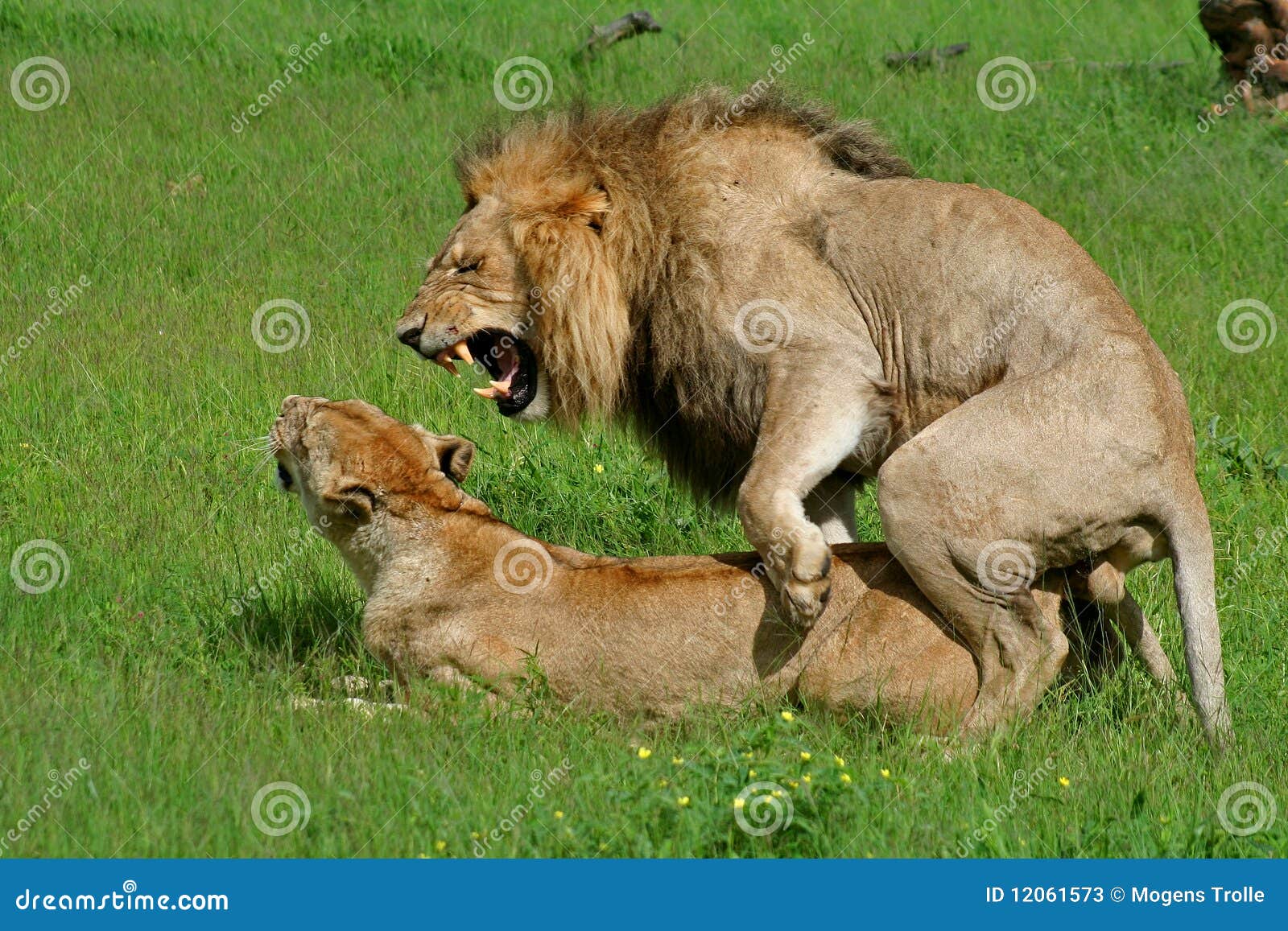 lions mating, okavango, botswana