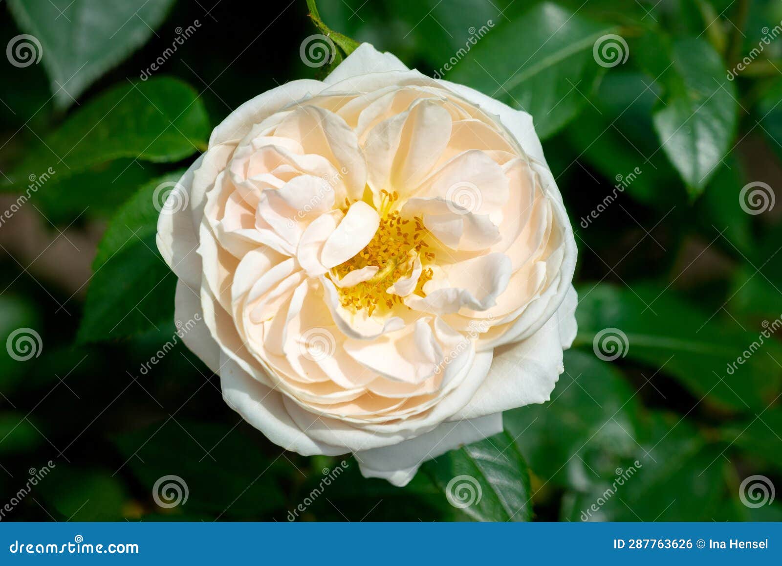 Lions Rose stock photo. Image of details, purple, petals 287763626