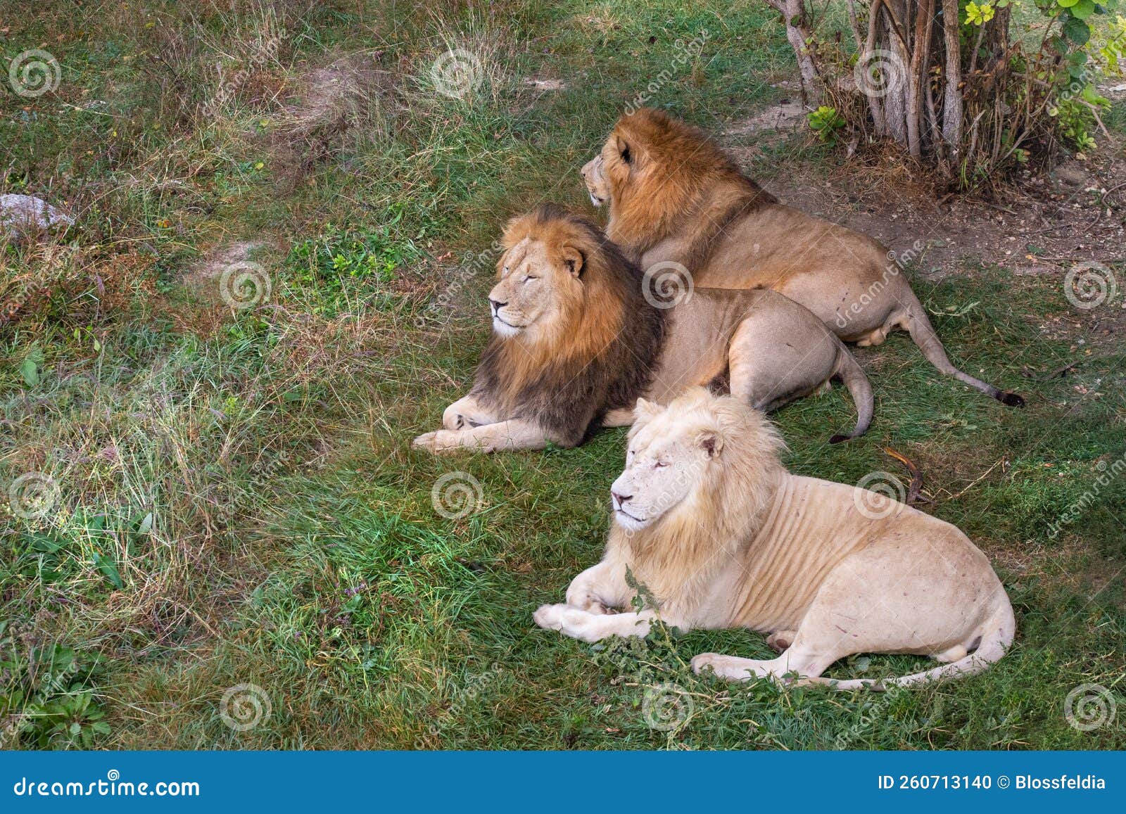 safari park taigan belogorsk