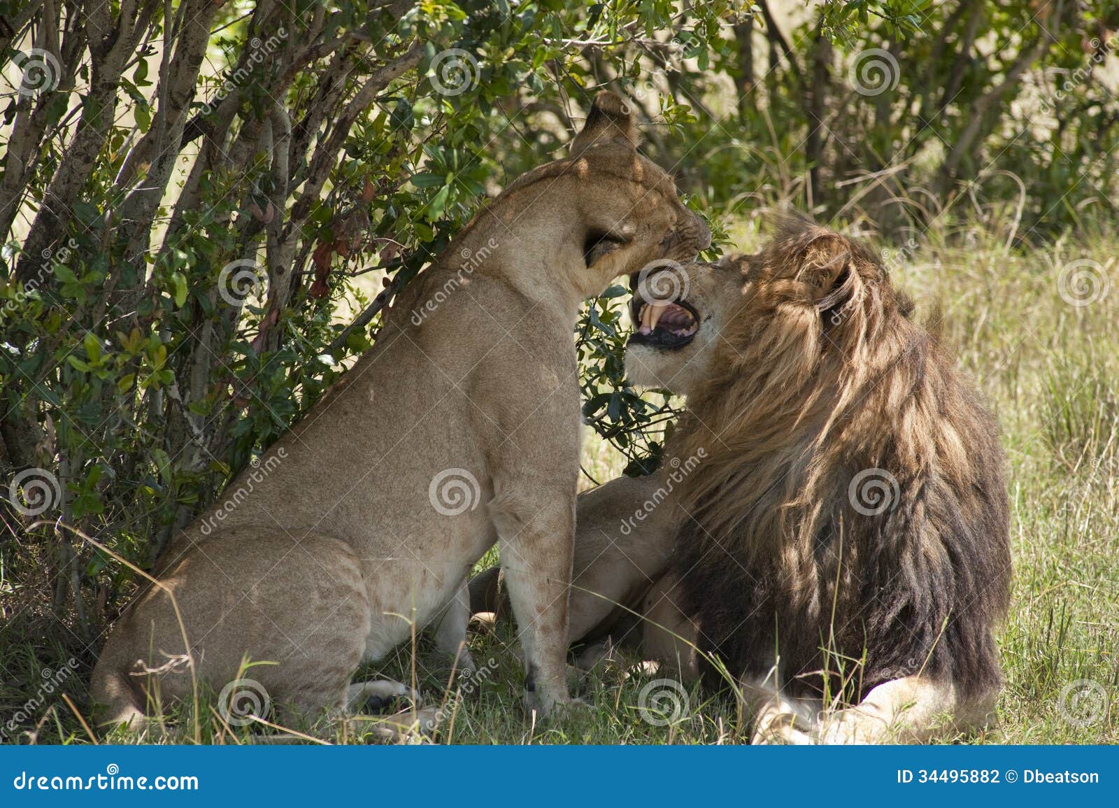 Lions saluant. Une paire de lions se reposant dans la couverture au Kenya