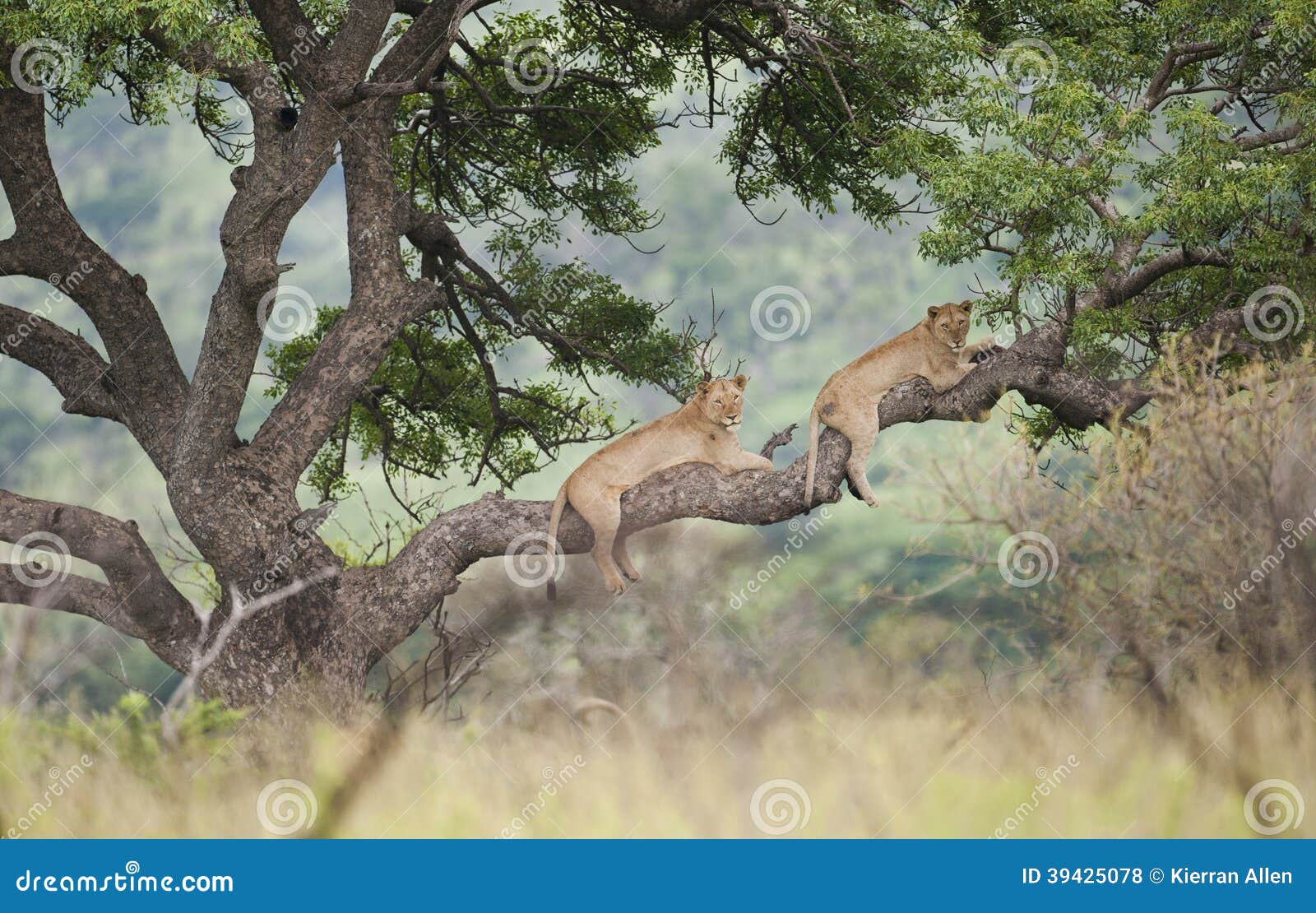 lions in tree south africa