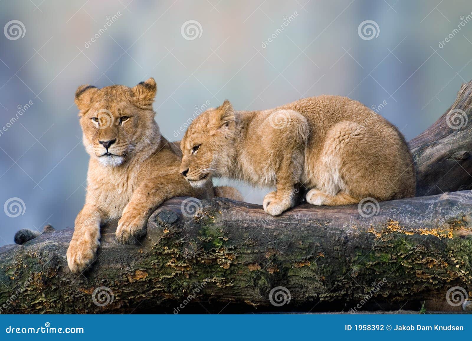 Lions, two kittens stock photo. Image of lion, animal 1958392