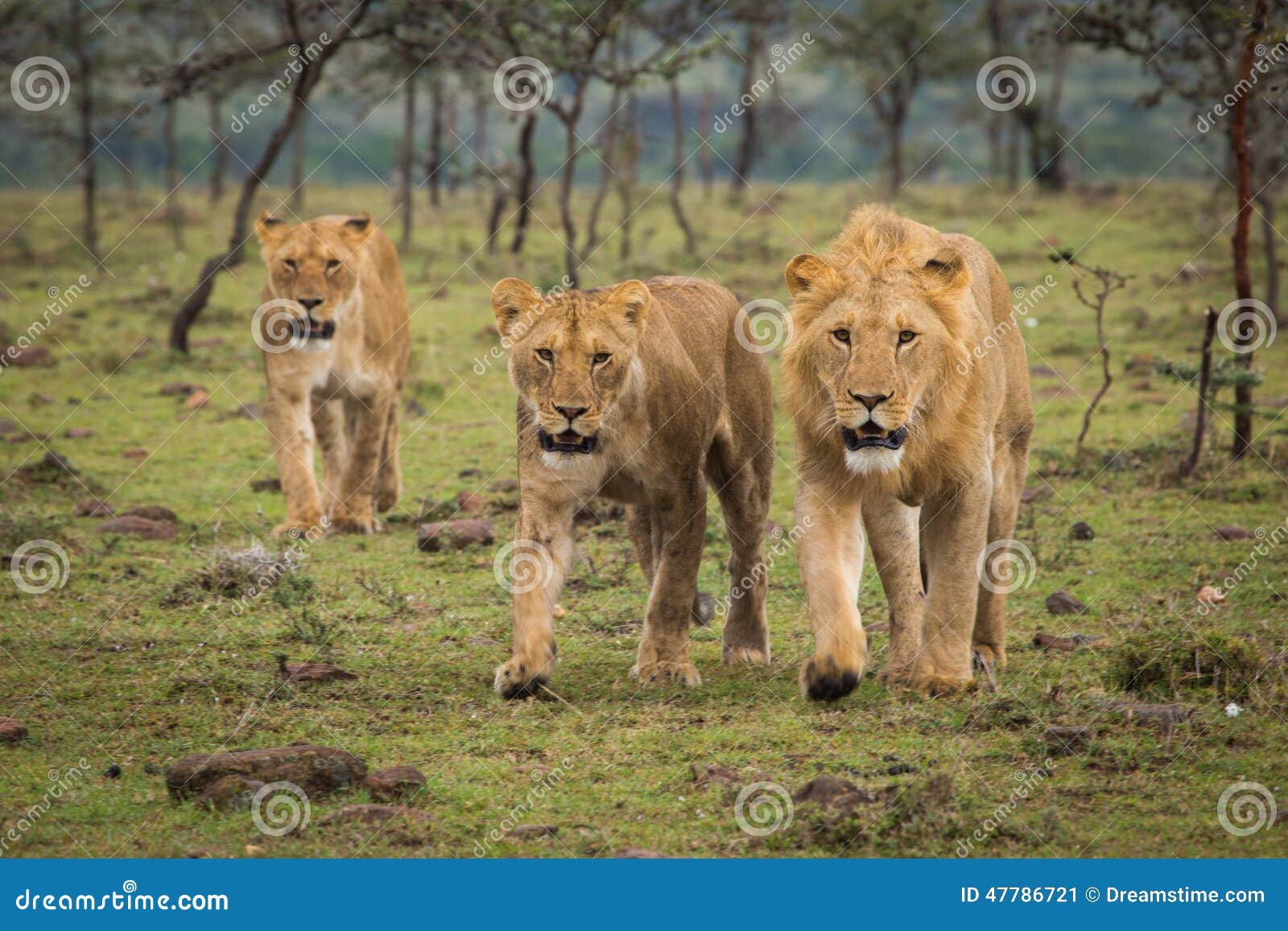 lions walking