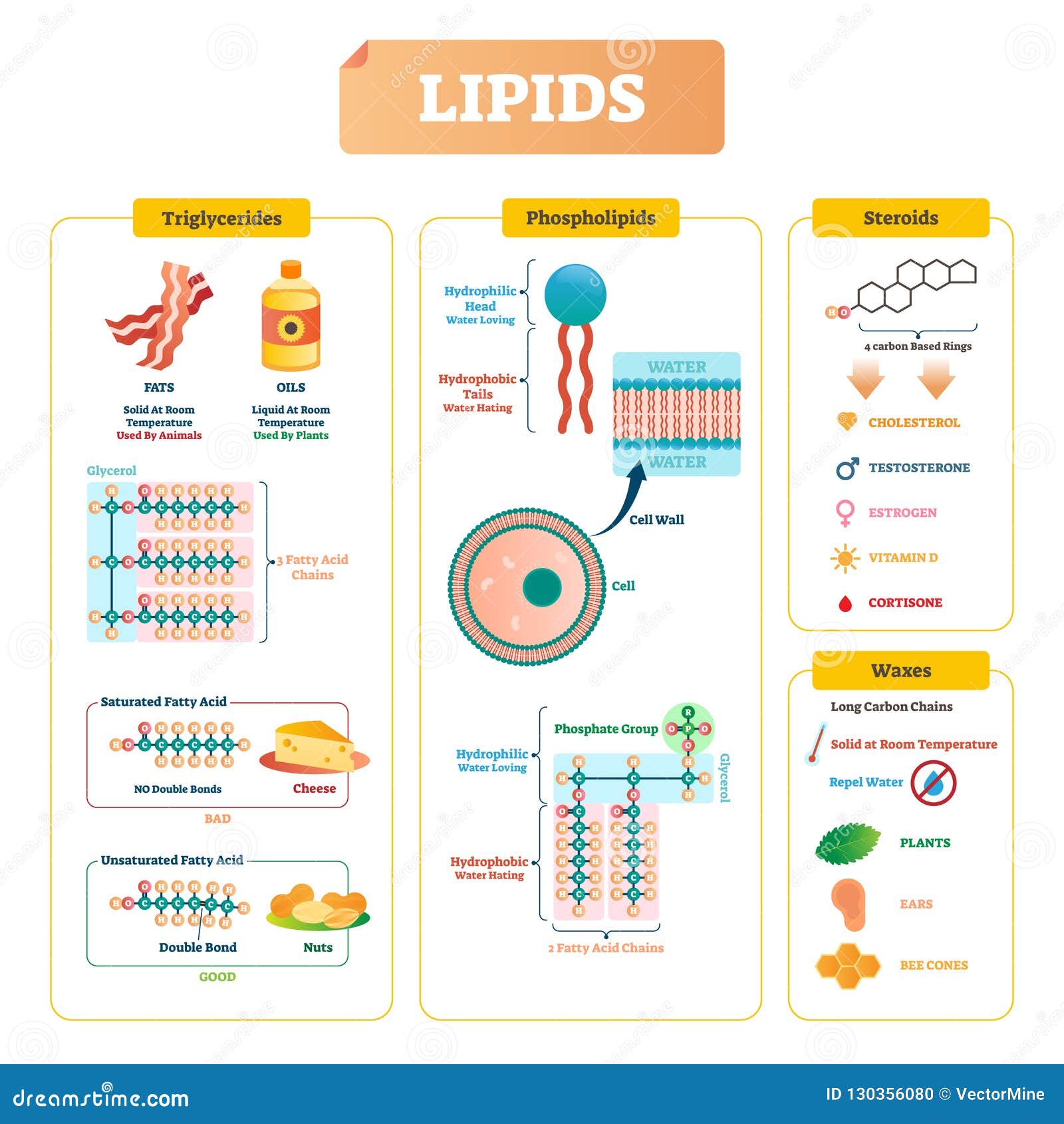 Lipids Vector Illustration. Triglycerides, Waxes and Steroids Diagram