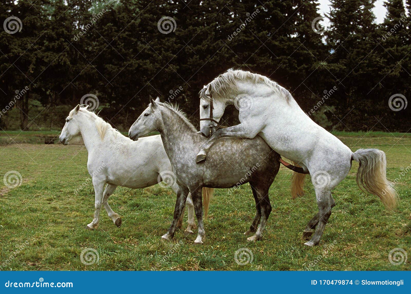 Спаривание белое. Спаривание лошадей. Лошади спариваются. Лошадь самка. Лошадь кобыла.