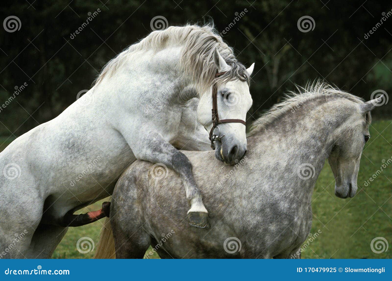 конь трахает осла или коня фото 108