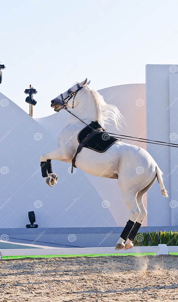 Lipizzan Stallions show editorial stock image. Image of east 17760639