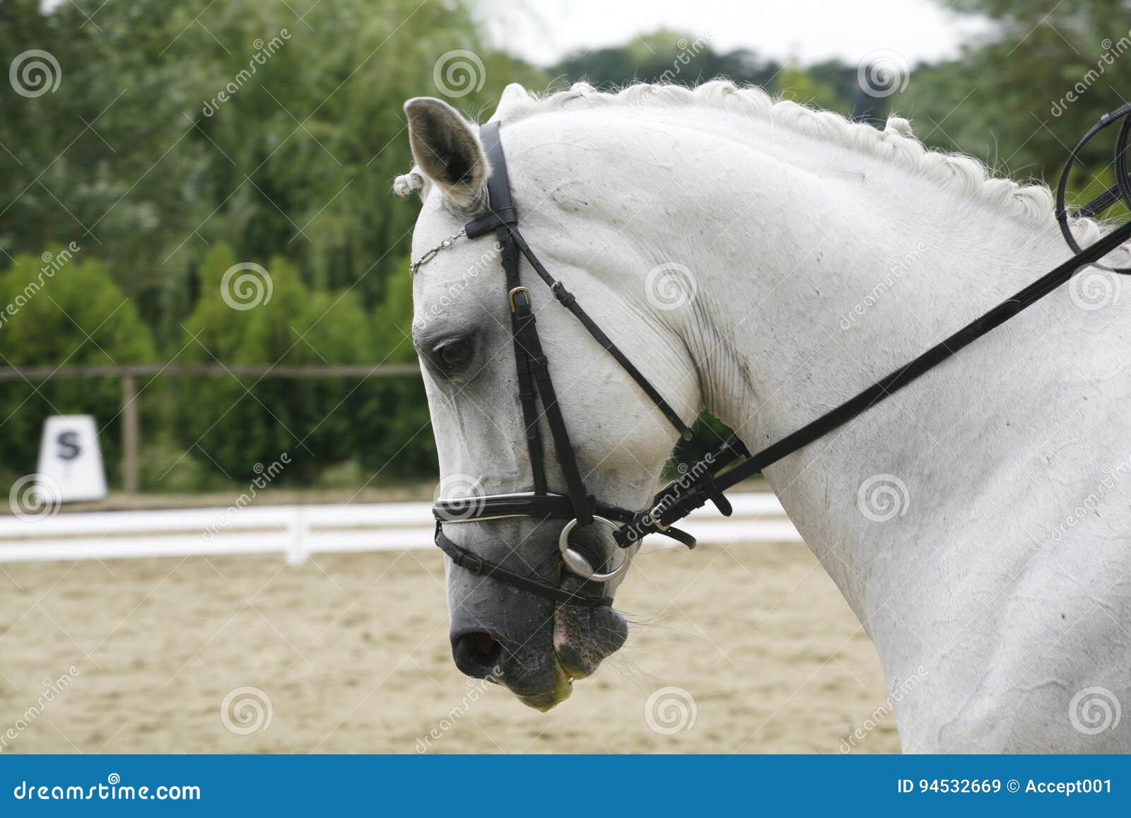 lipizzaner horse with braided mane on the racetrack
