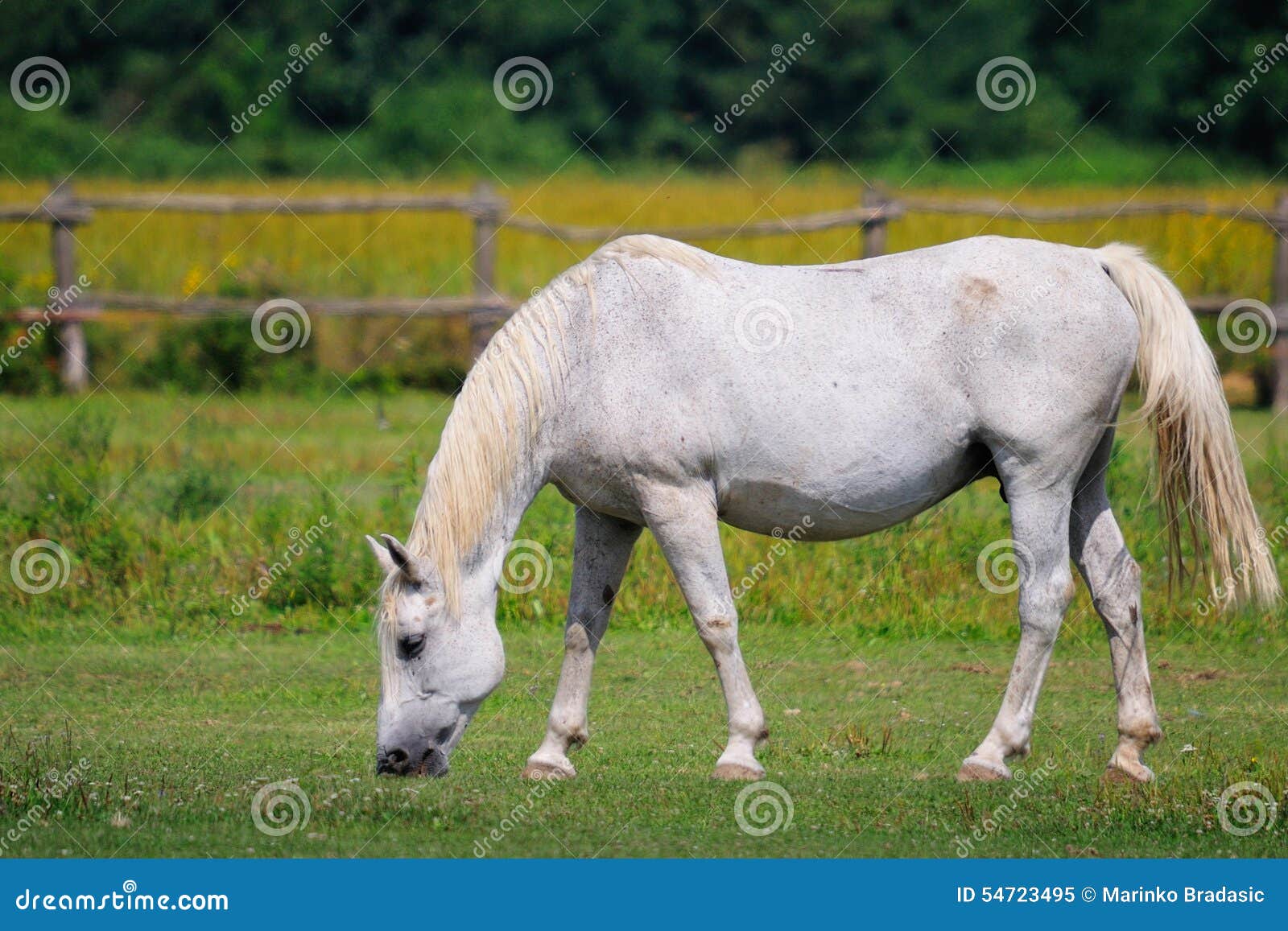 lipizzaner mare