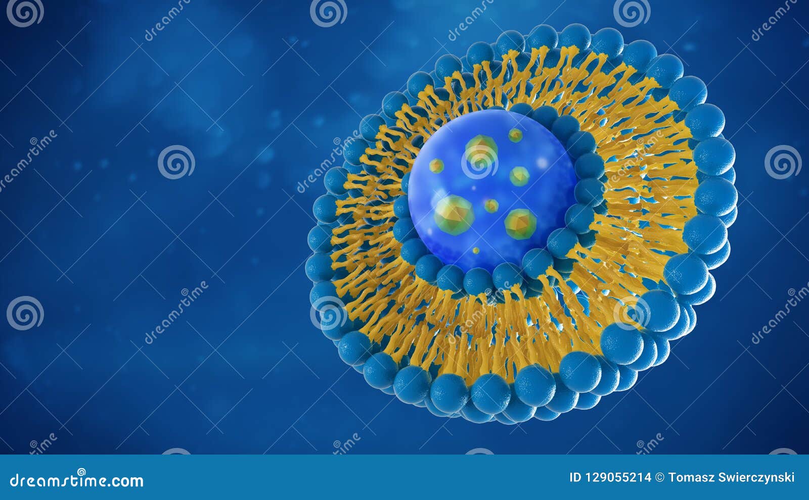 Liposome Structure Cell 3D Rendering Stock Illustration - Illustration ...