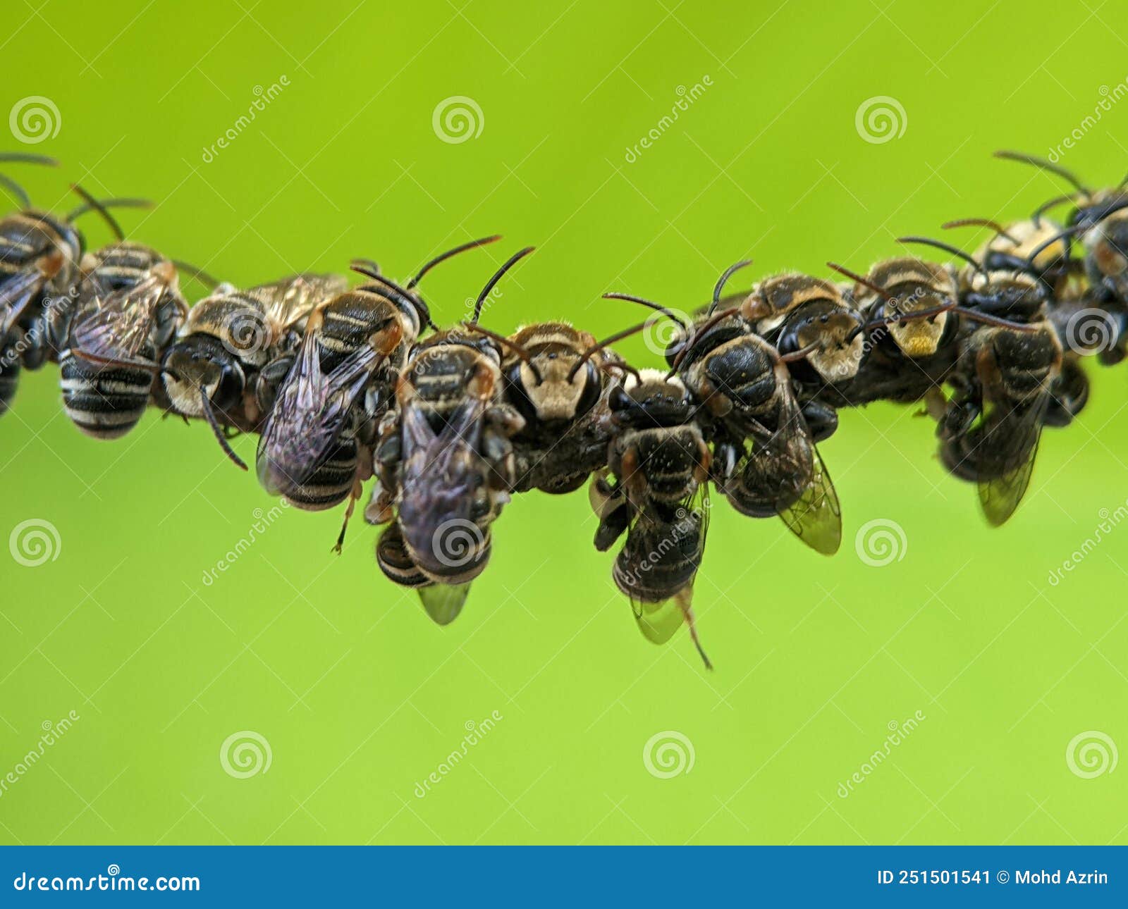 lipotriches is a large genus of sweat bees in the family halictidae