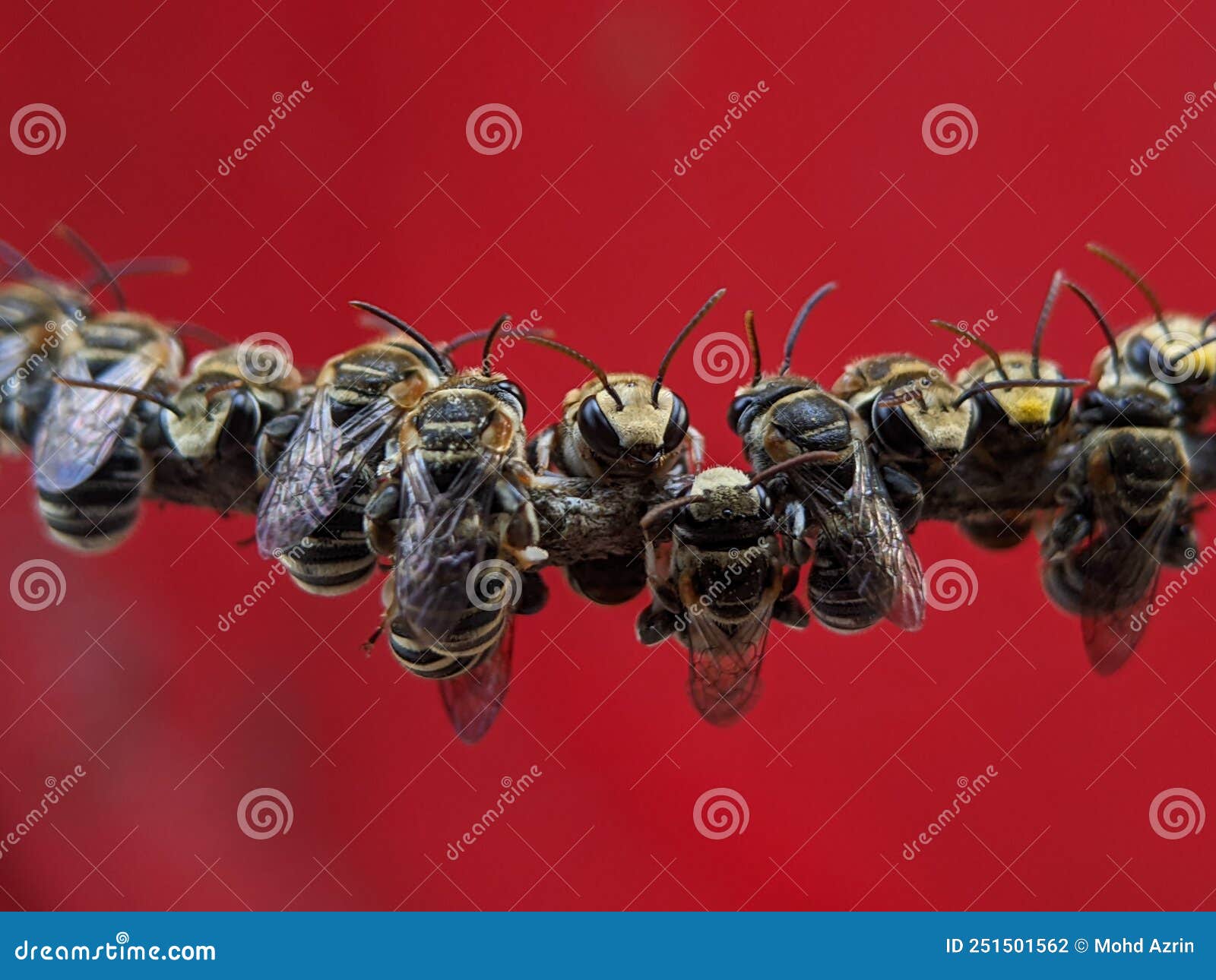 lipotriches is a large genus of sweat bees in the family halictidae