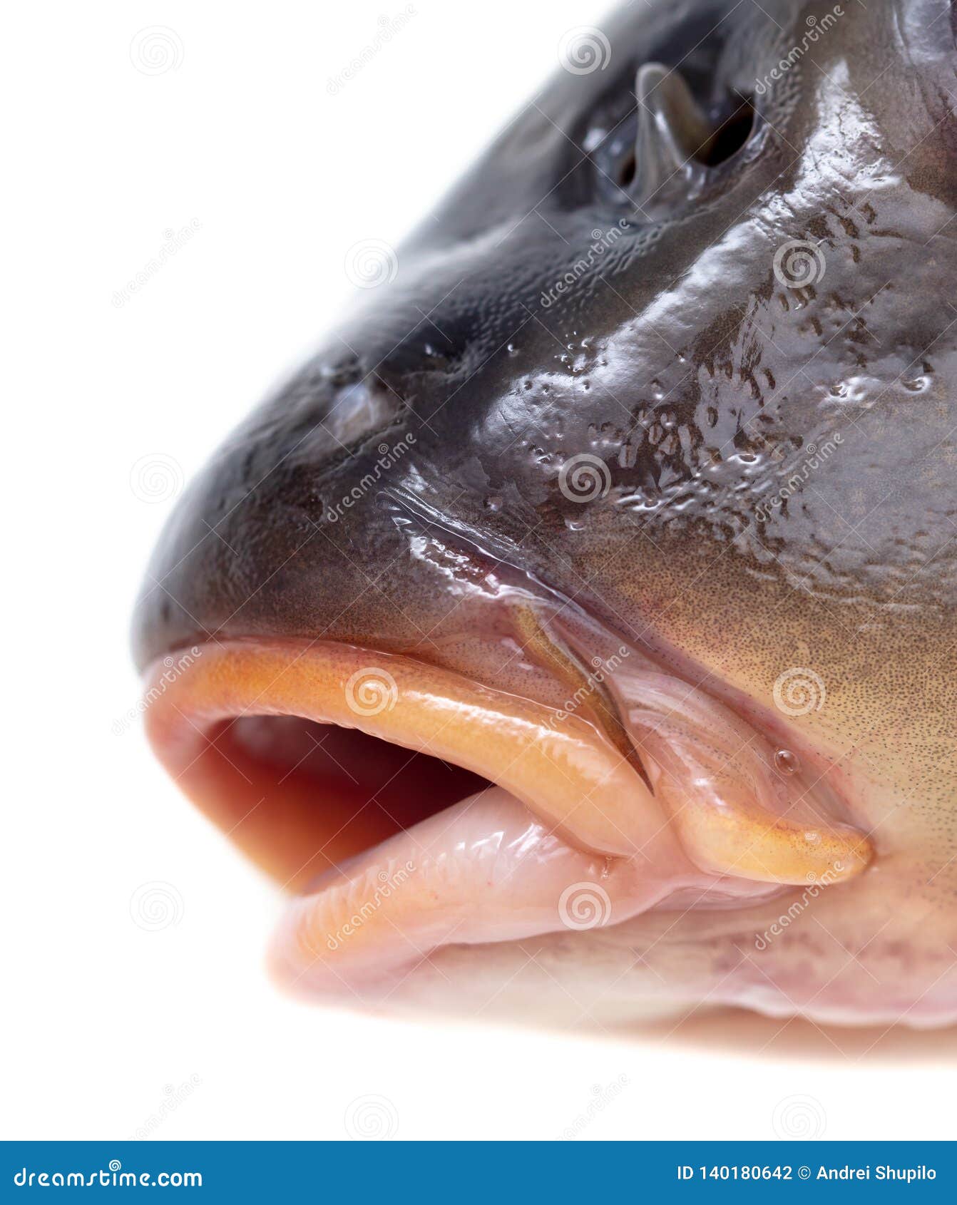 Lips of Fish Carp on a White Background Stock Photo Image of fish
